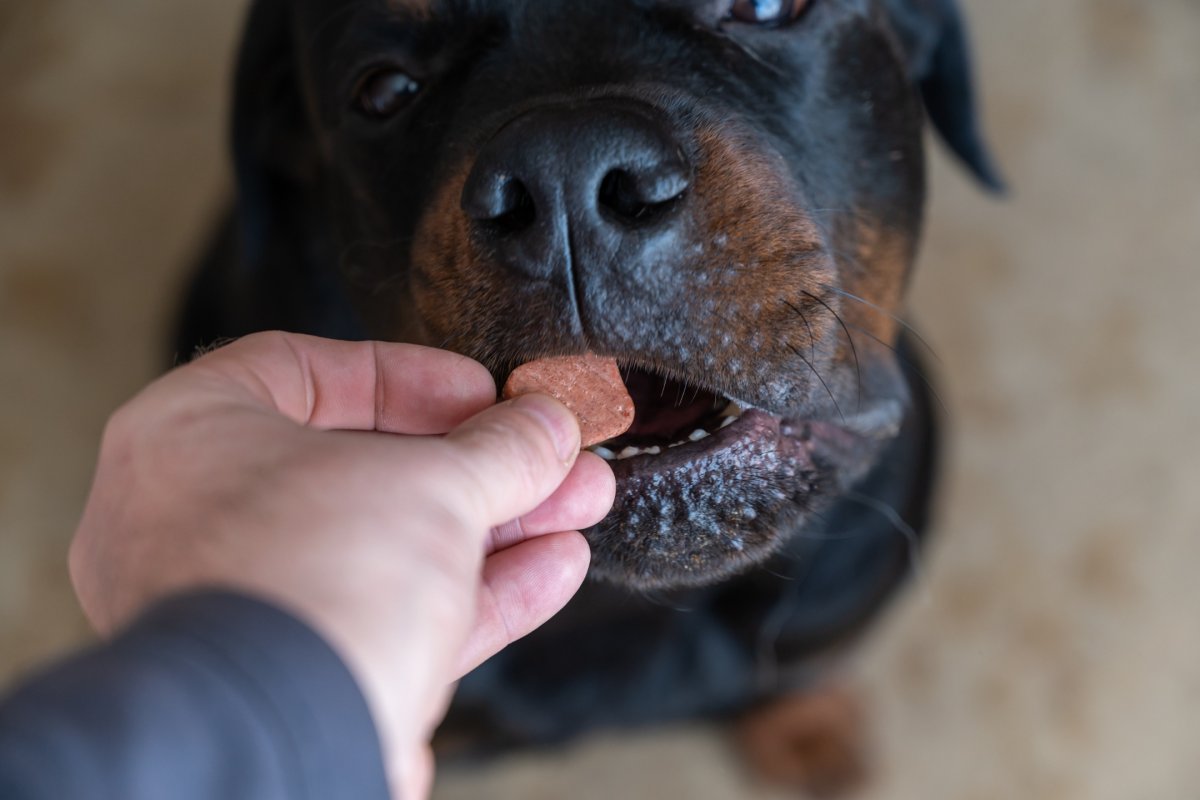 image of a dog eating a snack