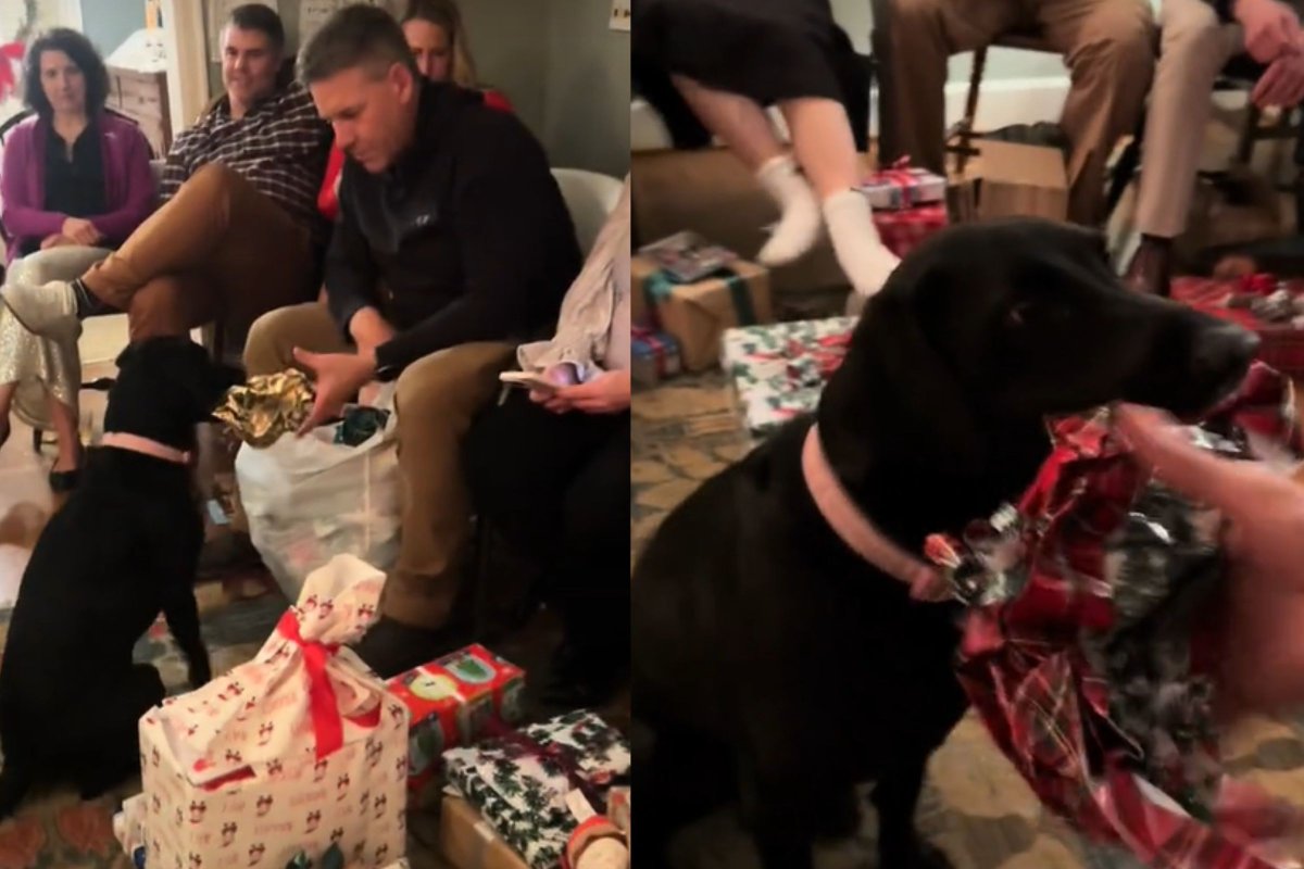 Labrador collecting wrapping paper