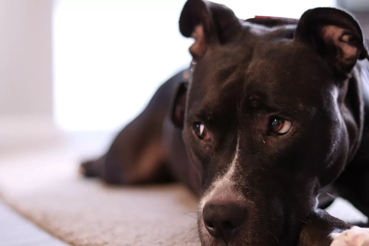 Disaster As American Bully 'Thinks He's Seen Another Dog' in the Mirror - Vimarsana News