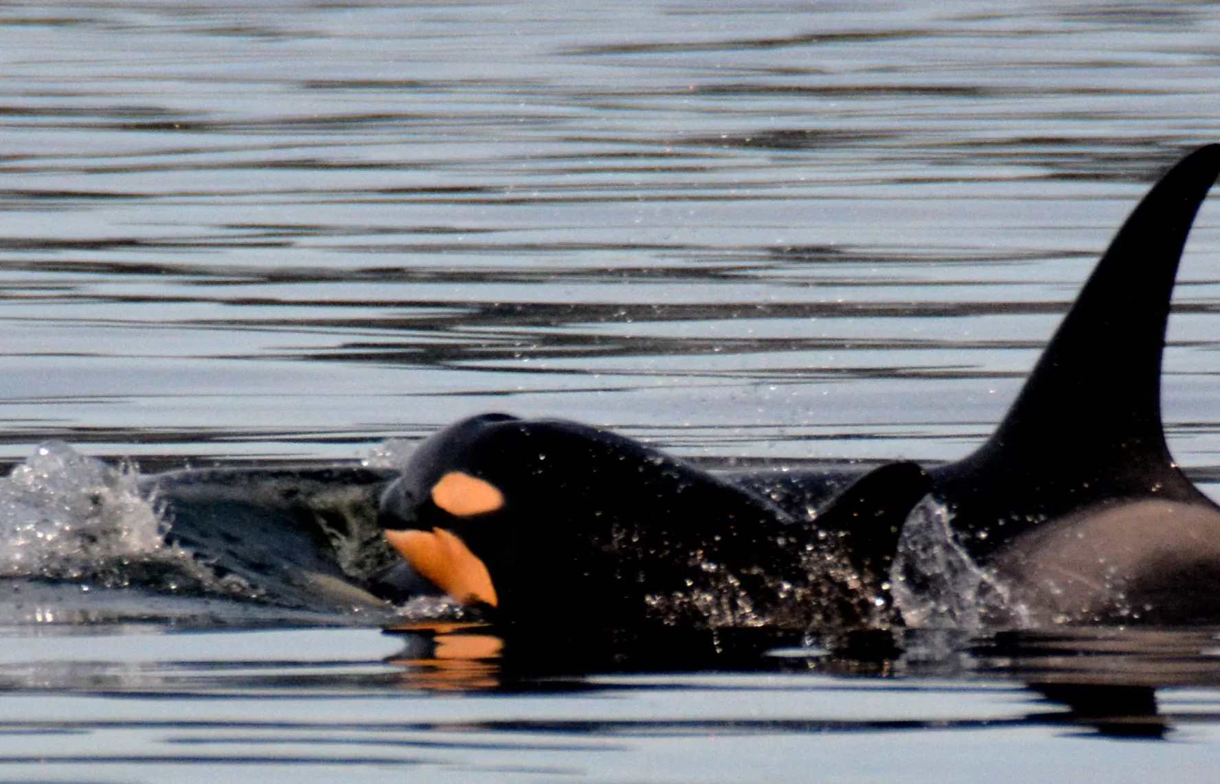 Rare Sighting of 'Peachy'-Colored Newborn Orca - Vimarsana News