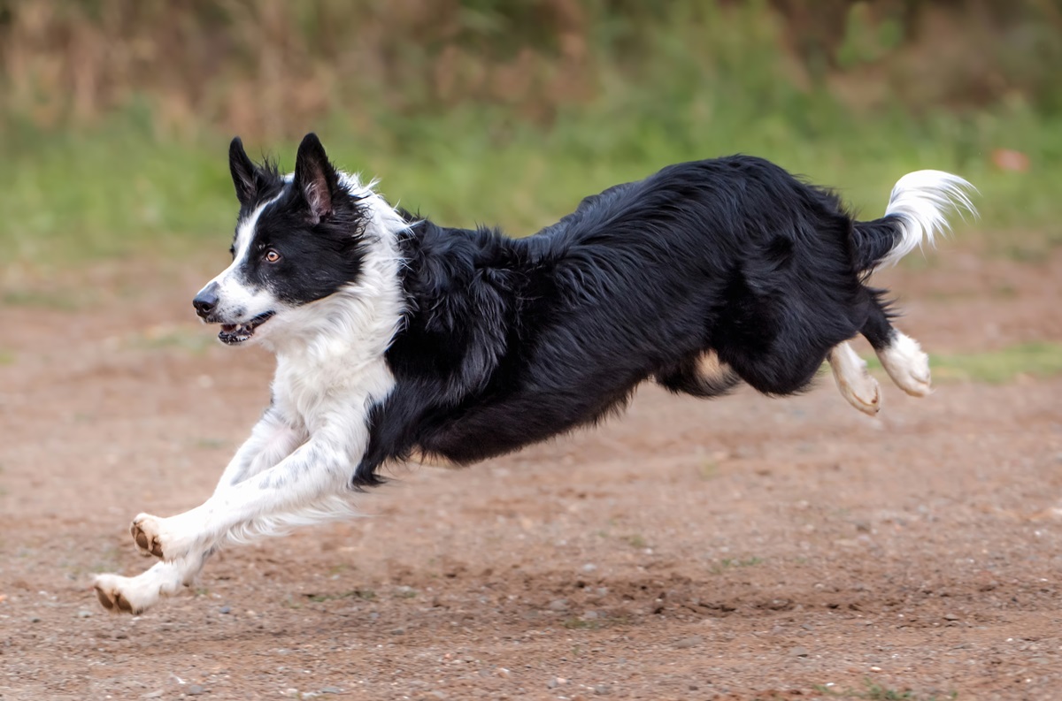 Internet Obsessed With How Border Collie Reacts to Imaginary Fence