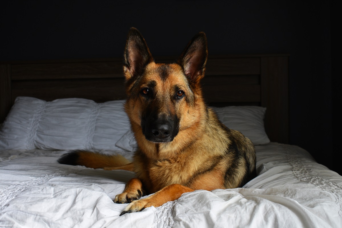 Frau verrät acht Deutschen Schäferhunden die Wahrheit vor dem Schlafengehen: „Sicher“