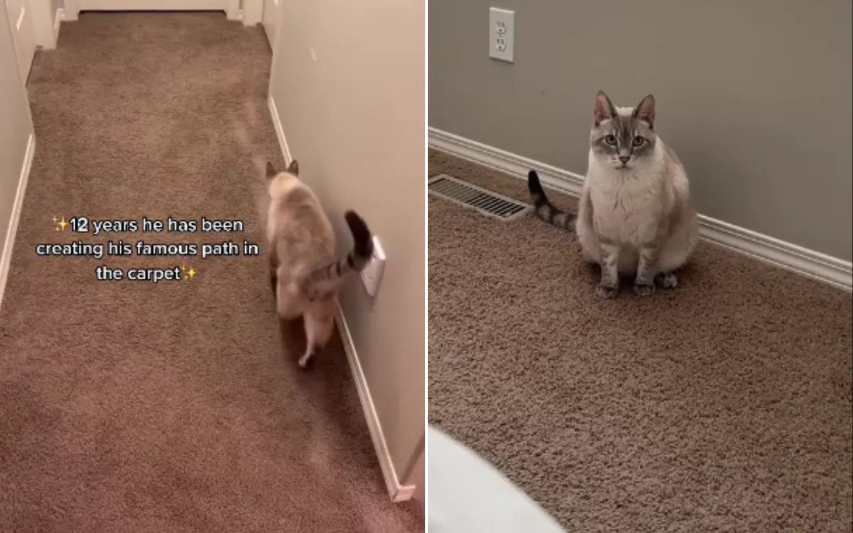 Tears as Rescue Cat Owner Reveals 'Special' Reason Behind Pattern in Carpet - Vimarsana News