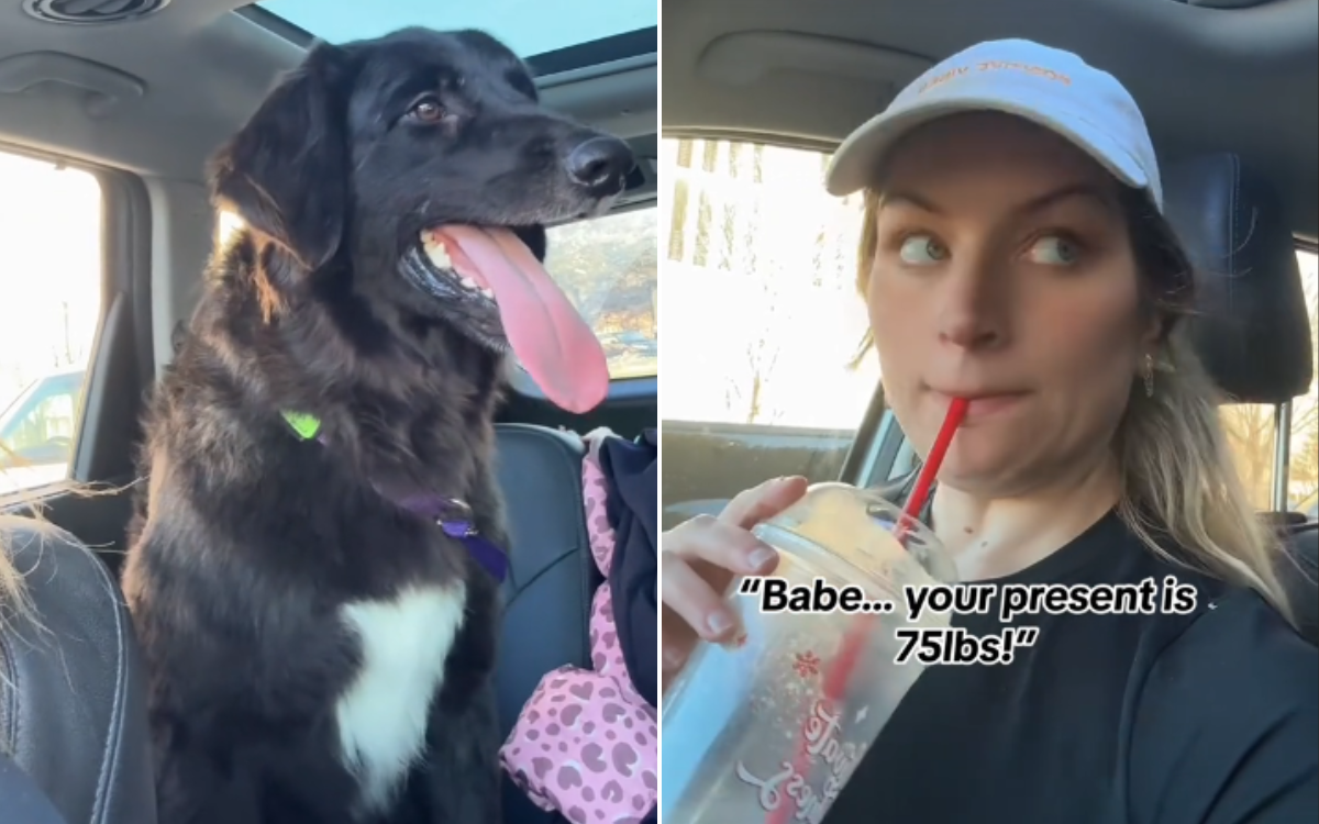Woman brings rescue dog home from mall.