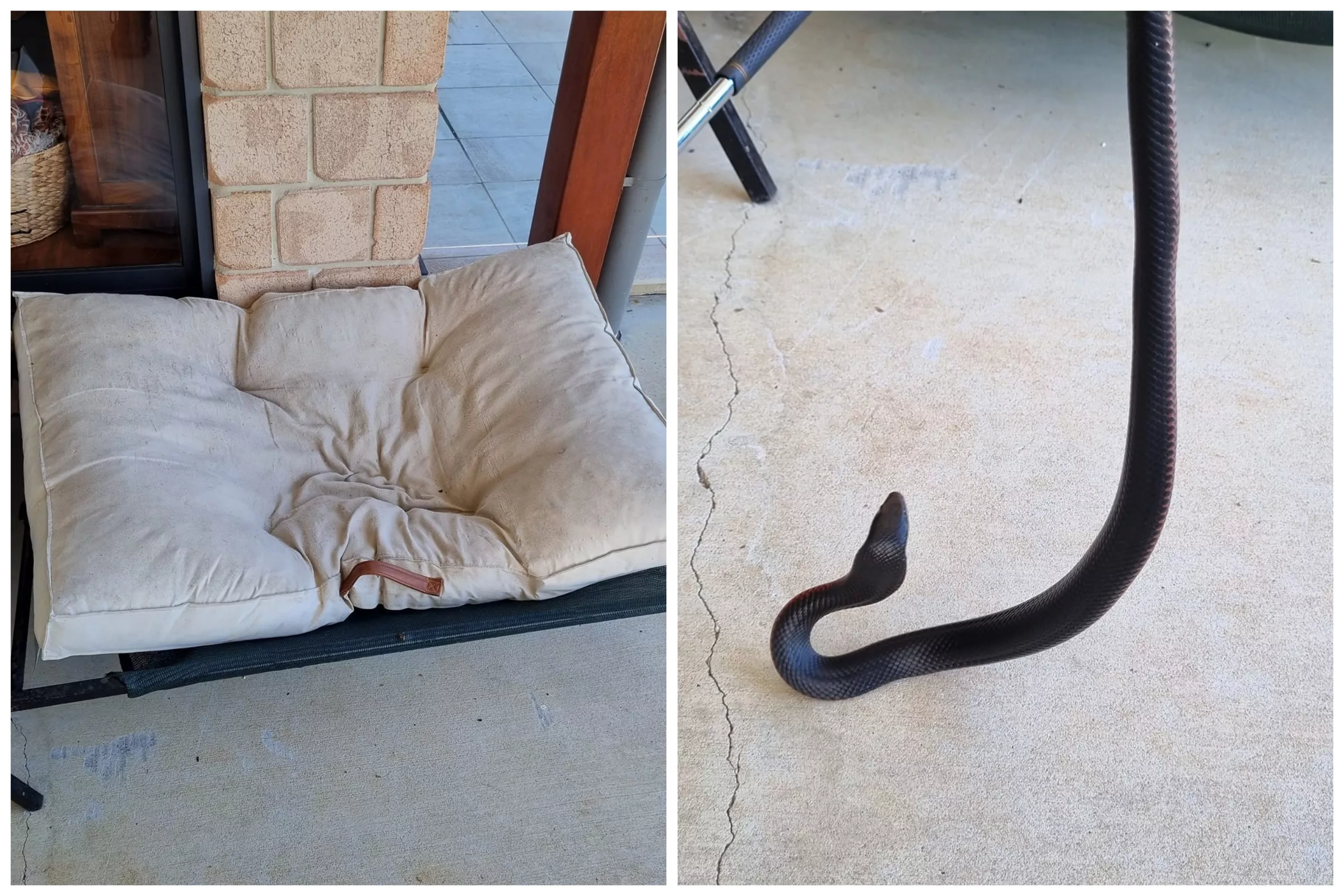 Deadly Snake Found Hiding in Pet Dachshund's Bed: 'That Was One Lucky Dog' - Vimarsana News