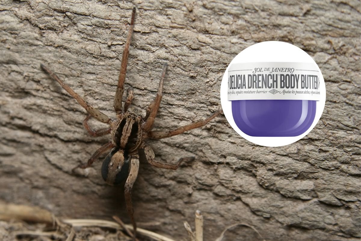 Wolf spider and Sol de Janeiro product