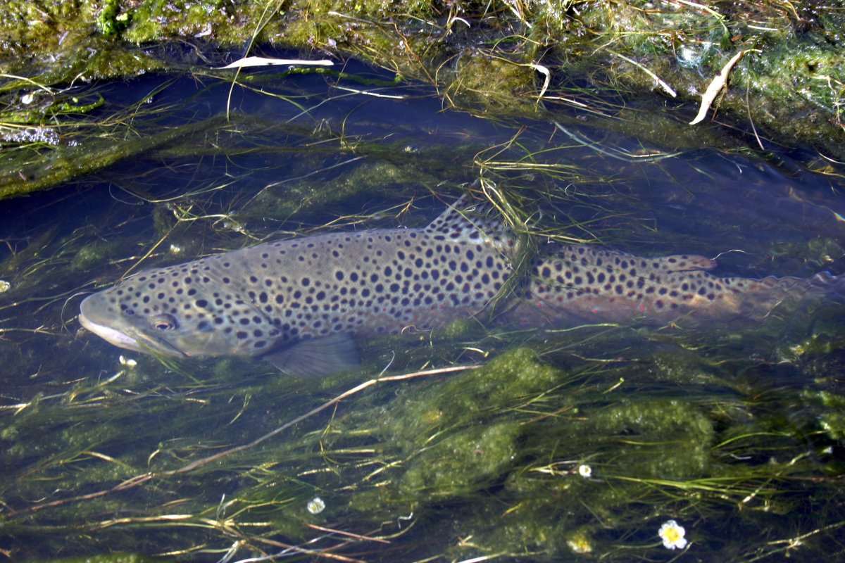 Brown trout 