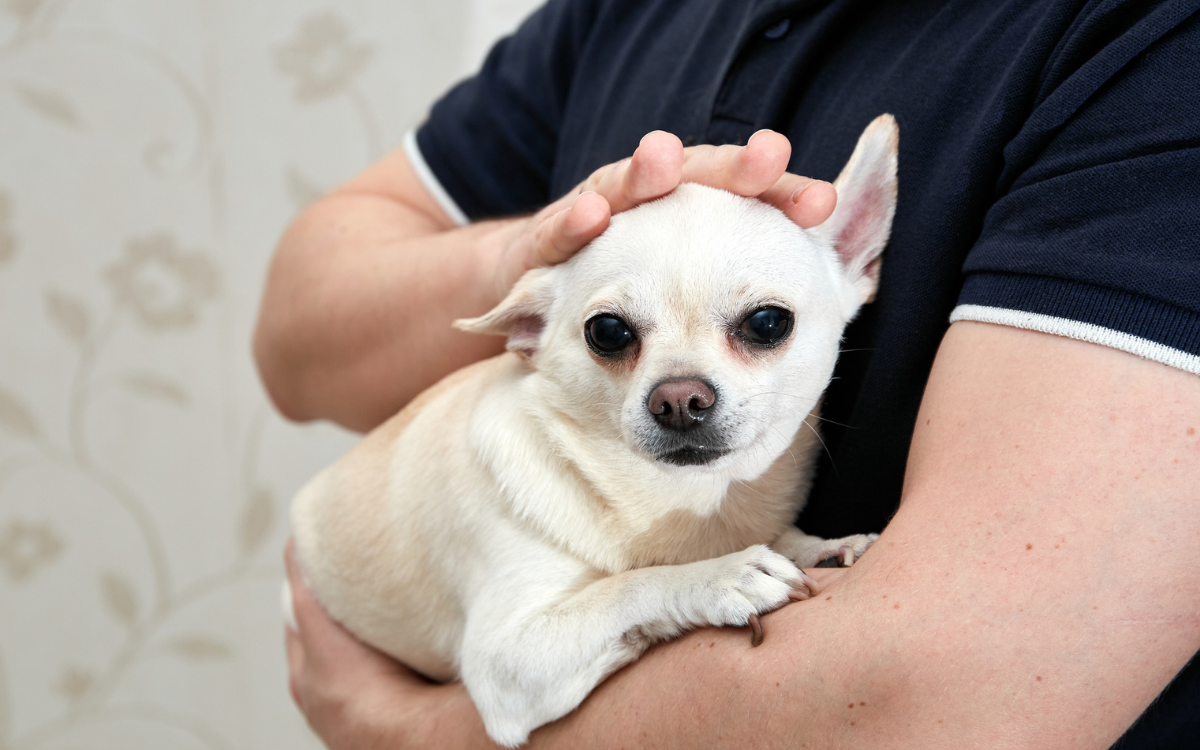 A chihuahua being held in someone's arms.
