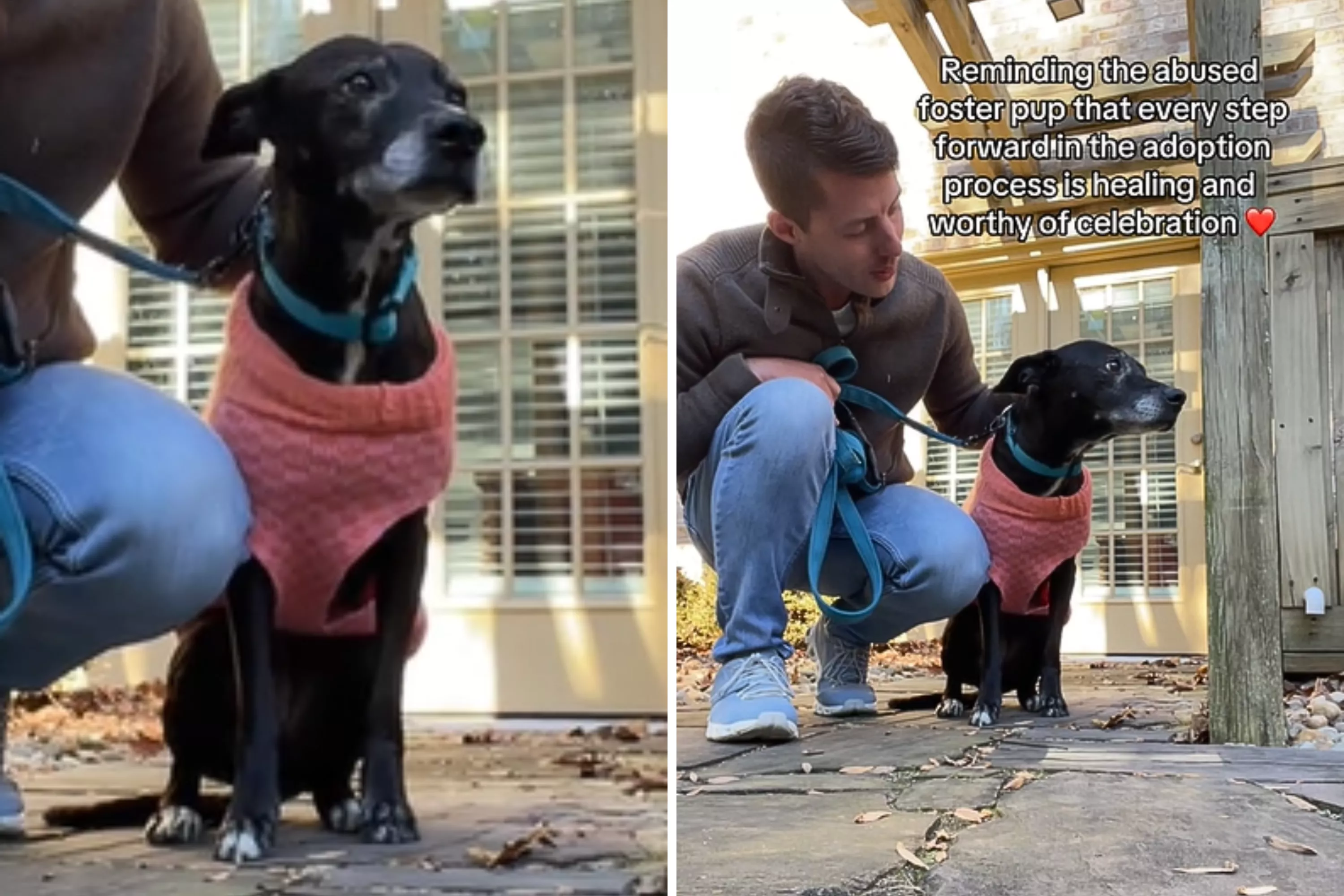 Abused Dog's Foster Carer Shares Sweet Message of Hope for Adoption Journey - Vimarsana News