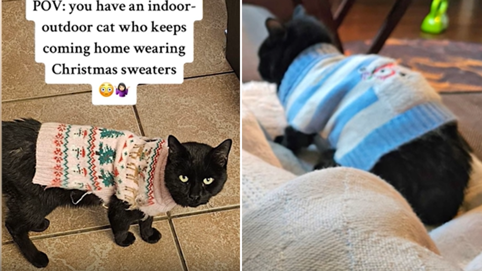 Lifestyle sales cat sweater