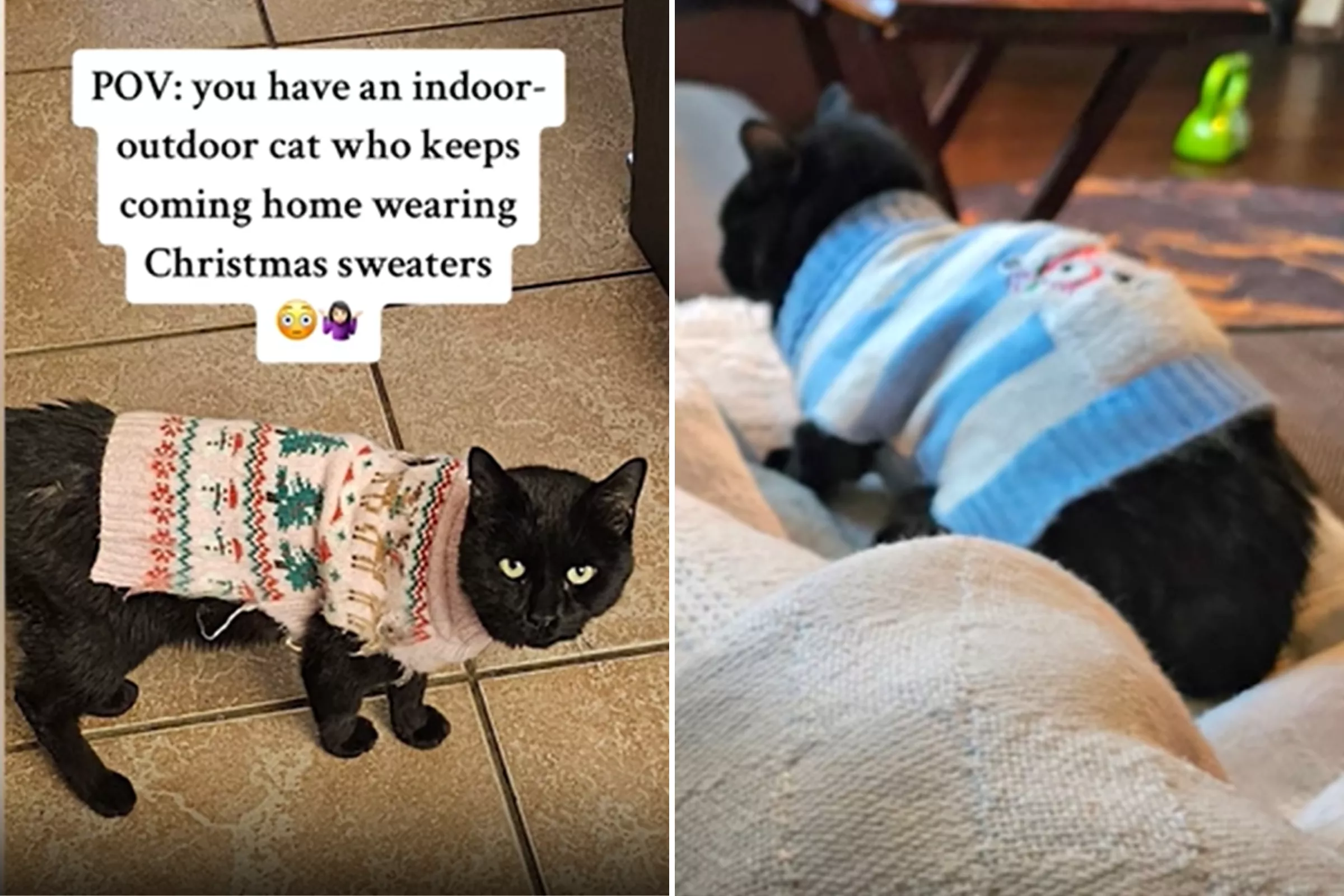 Owner Finds Definitive Proof Cat Has Other Families: 'He Doesn't Like Us' - Vimarsana News