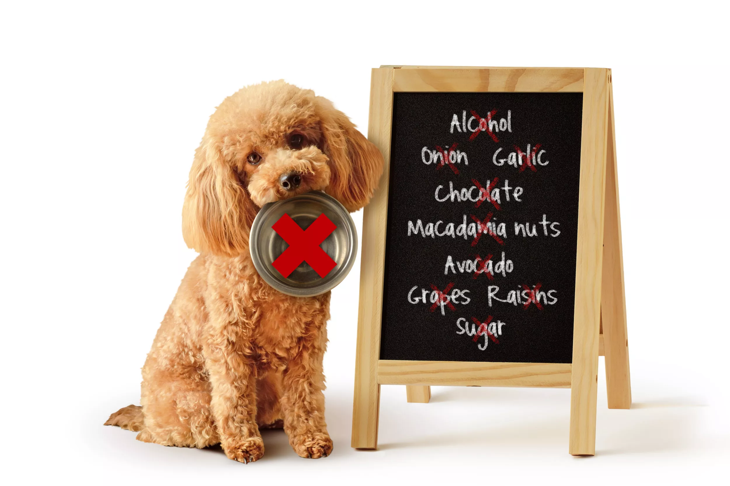 Hilarious Warning Note Not to Feed Dog Goes Viral: 'She Will Explode' - Vimarsana News