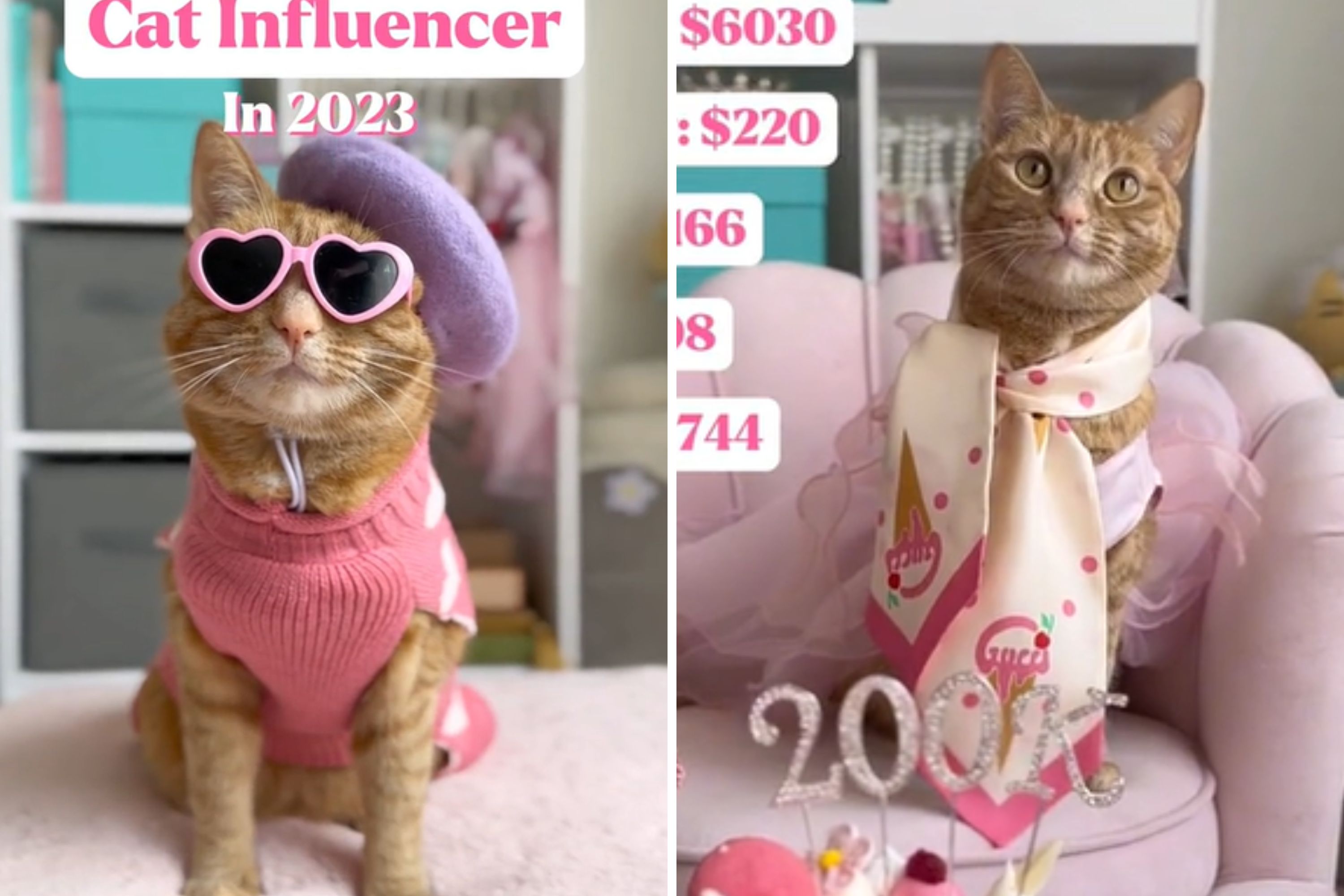 Cat Influencer Sharing 2023 Earnings Inspires Internet: ‘Put Them to Work’
