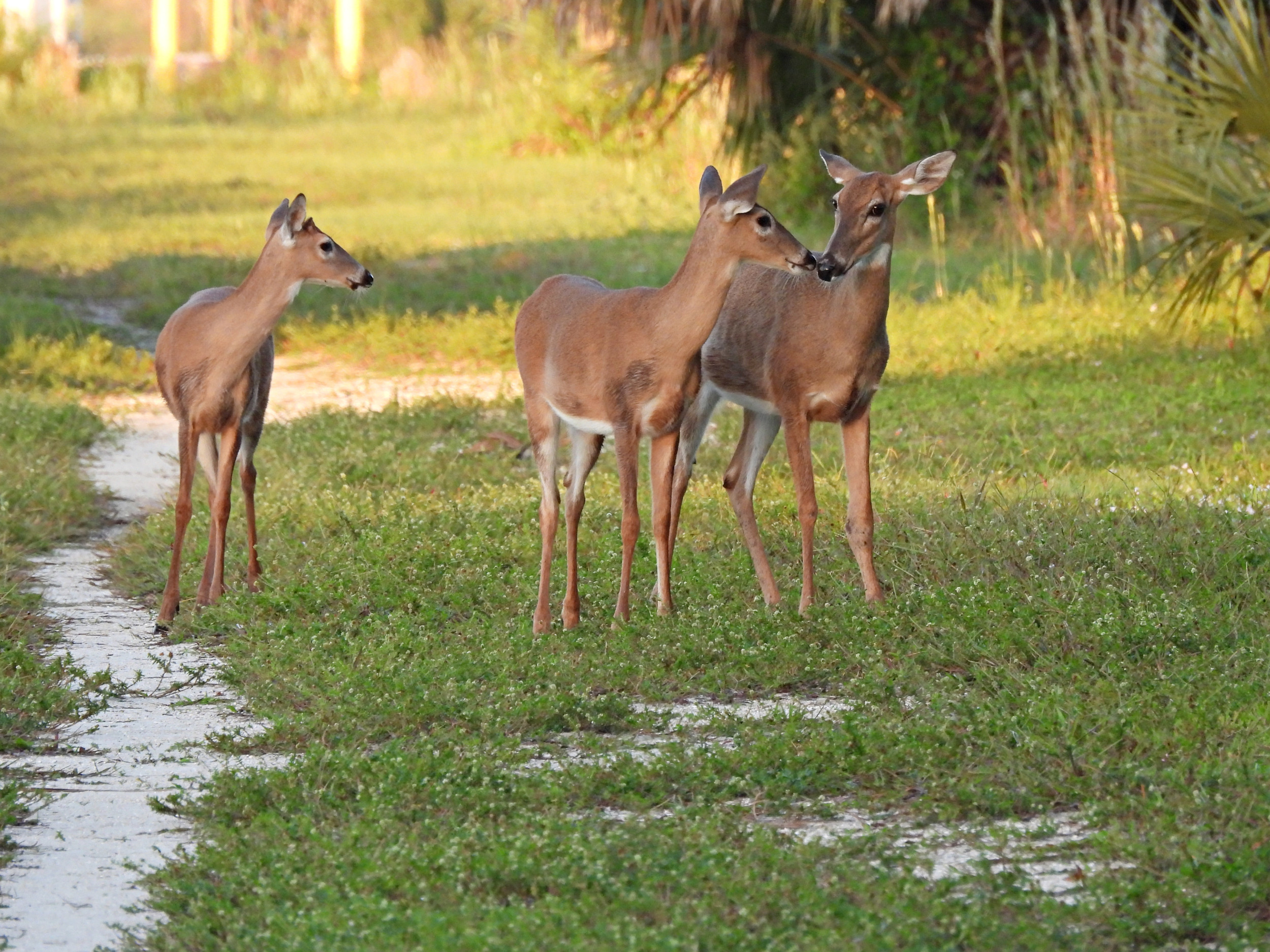 Florida Man Faces Torture Charge Over Hitting Deer for TikTok Clip: Sheriff