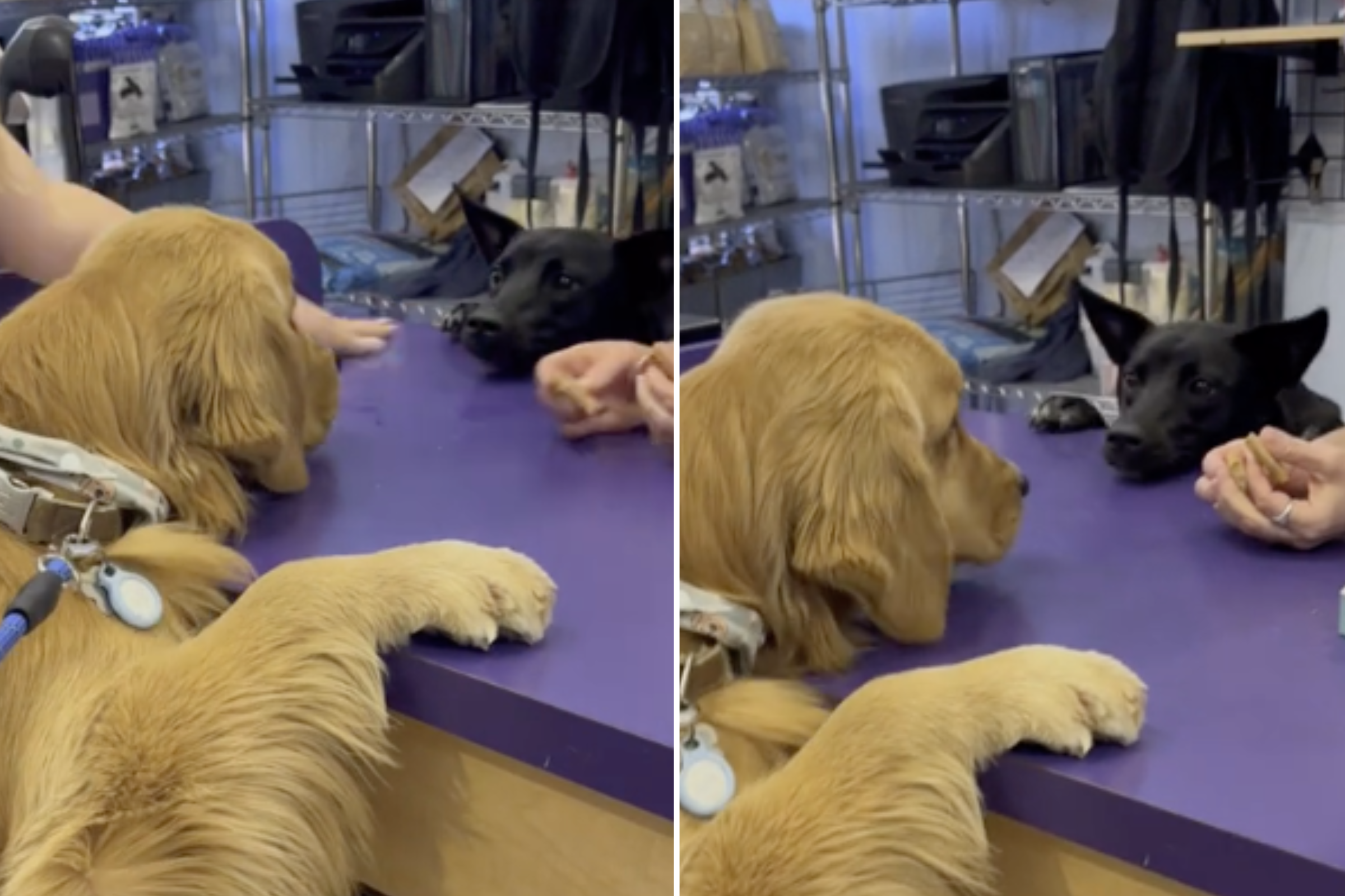 Laughter at Golden Retriever More Interested in Female Dog Than Treats