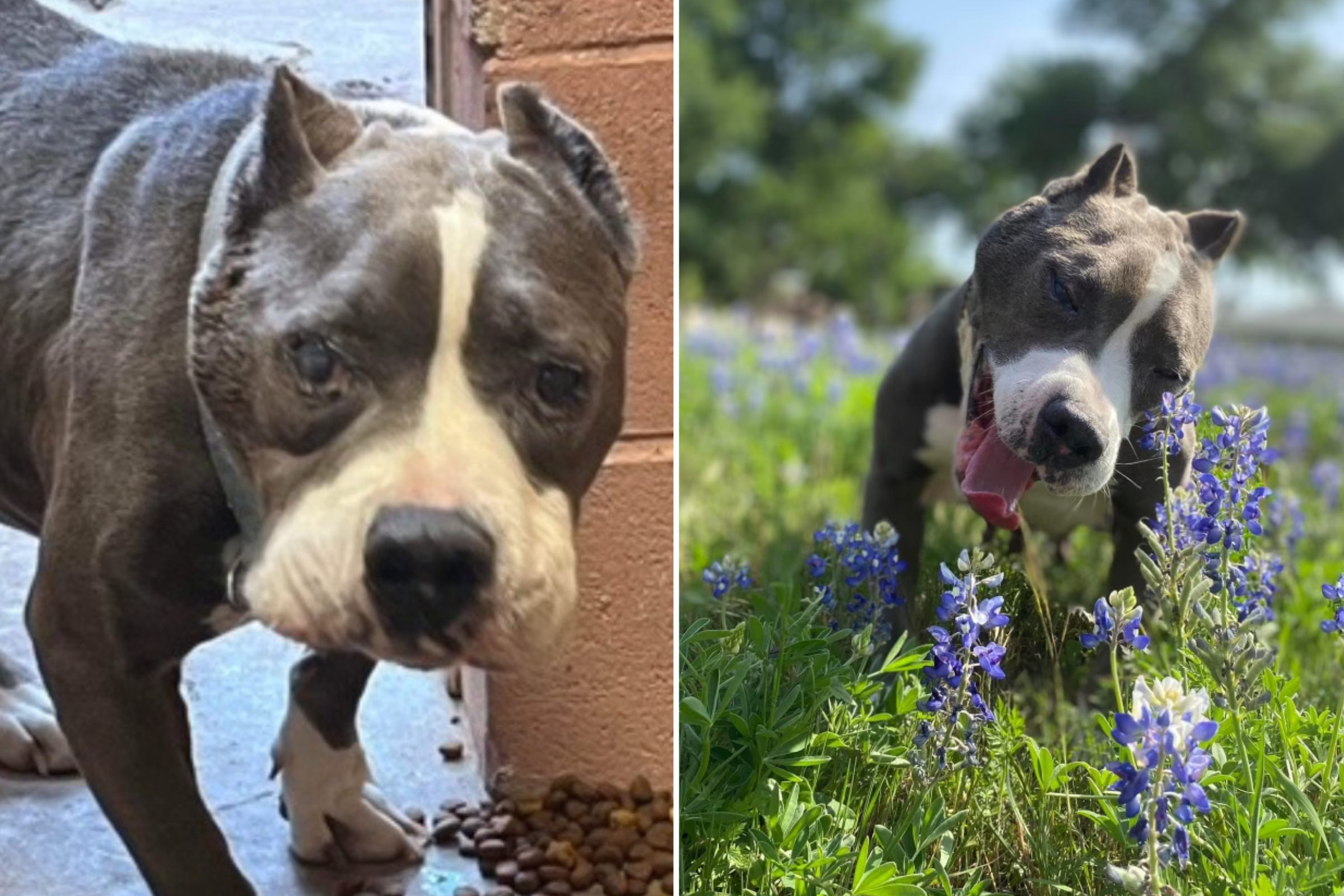 How Dog Saved From Euthanasia Sparked Movement To Help Terminally Ill Pets