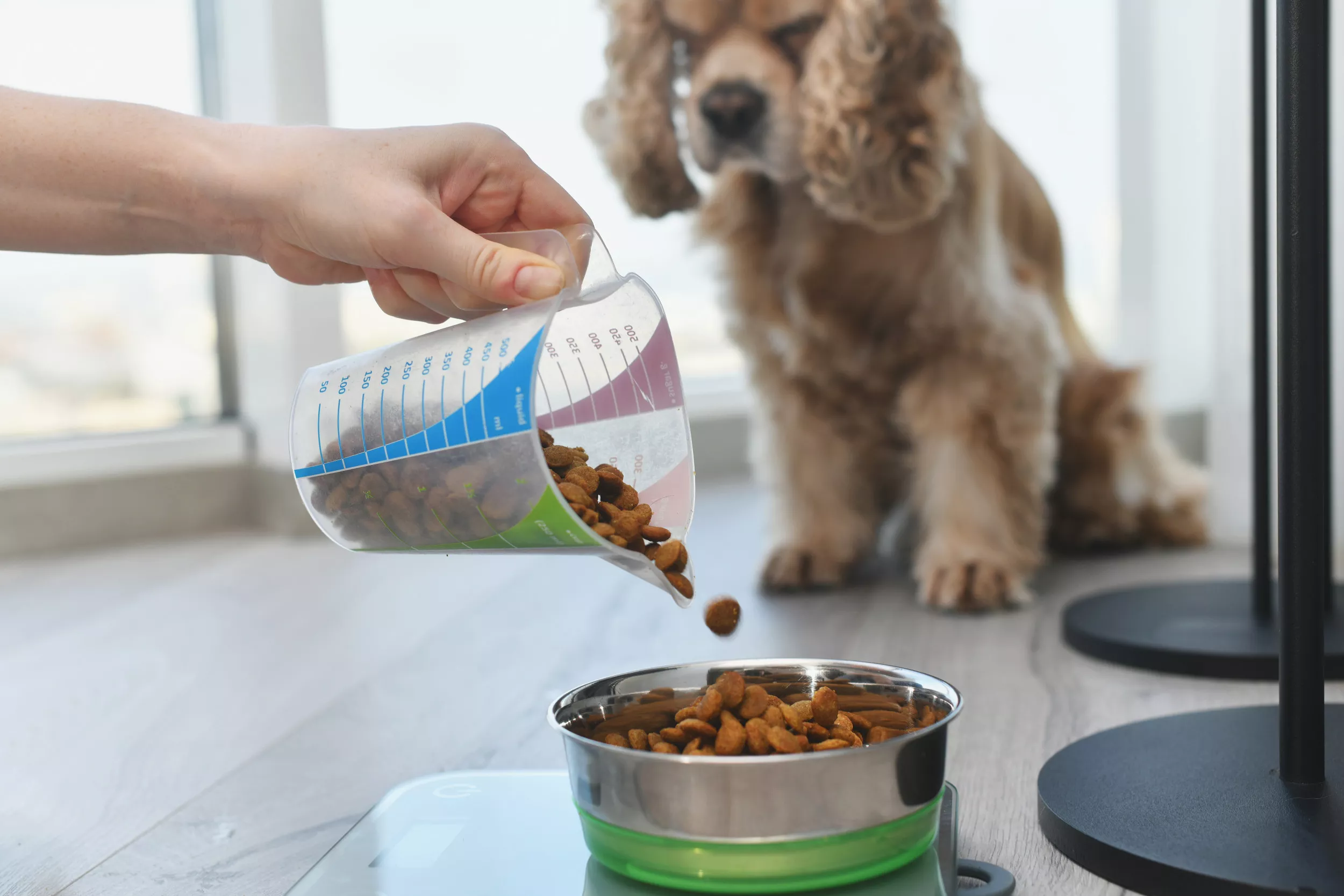 Laughter As Dog Spits Food Unless Owners 'Season' It With Salad Dressing - Vimarsana News