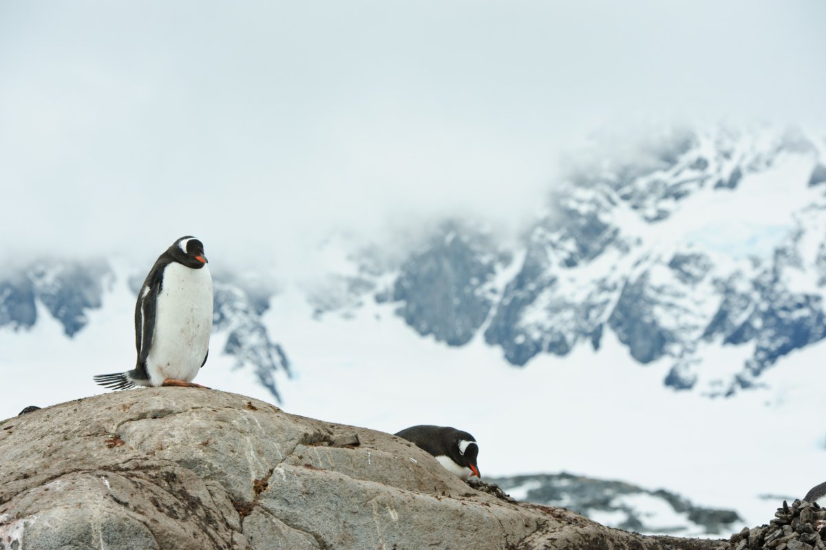 Penguins in Port Lockroy, Antarctica.