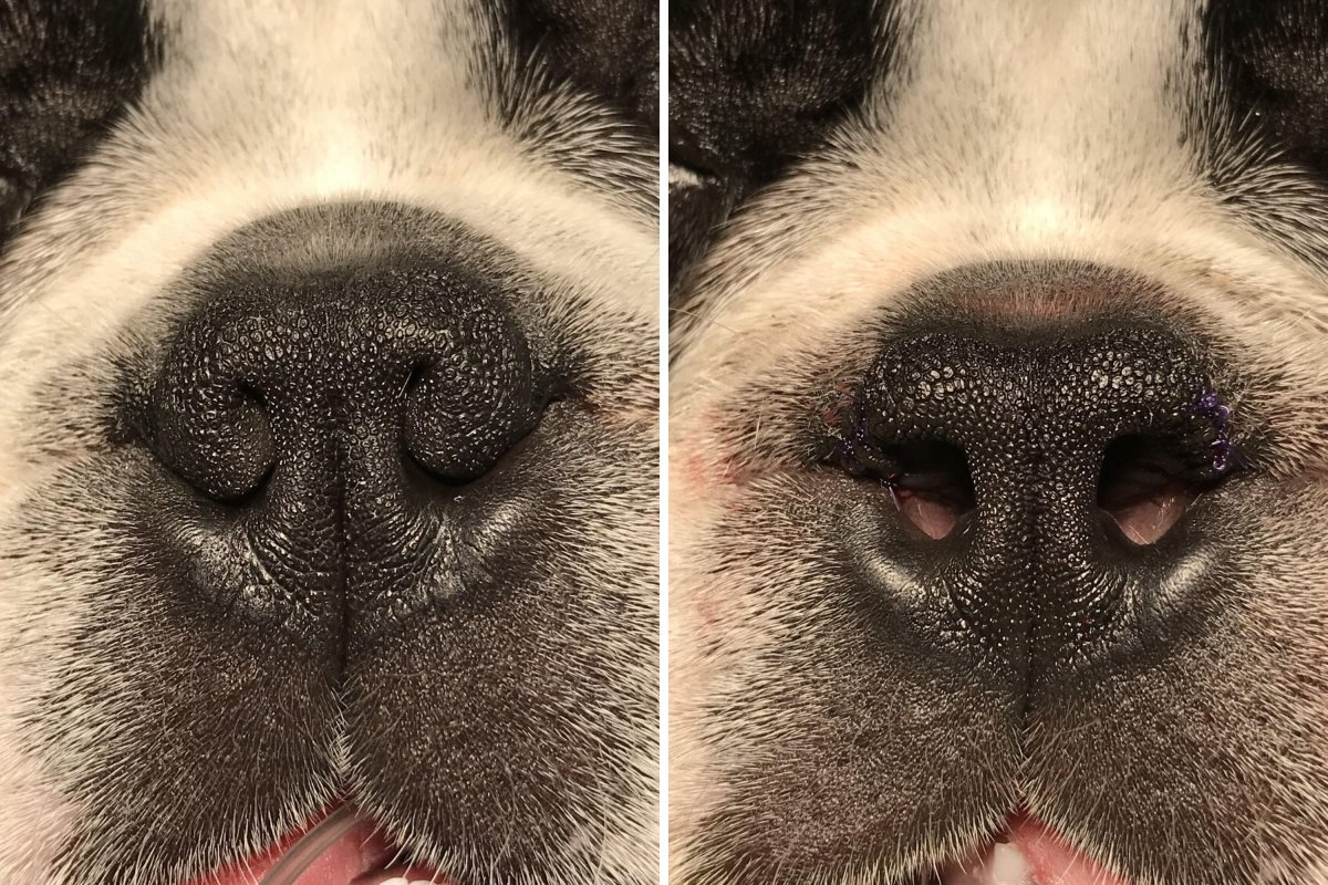 Boston terrier nose upclose
