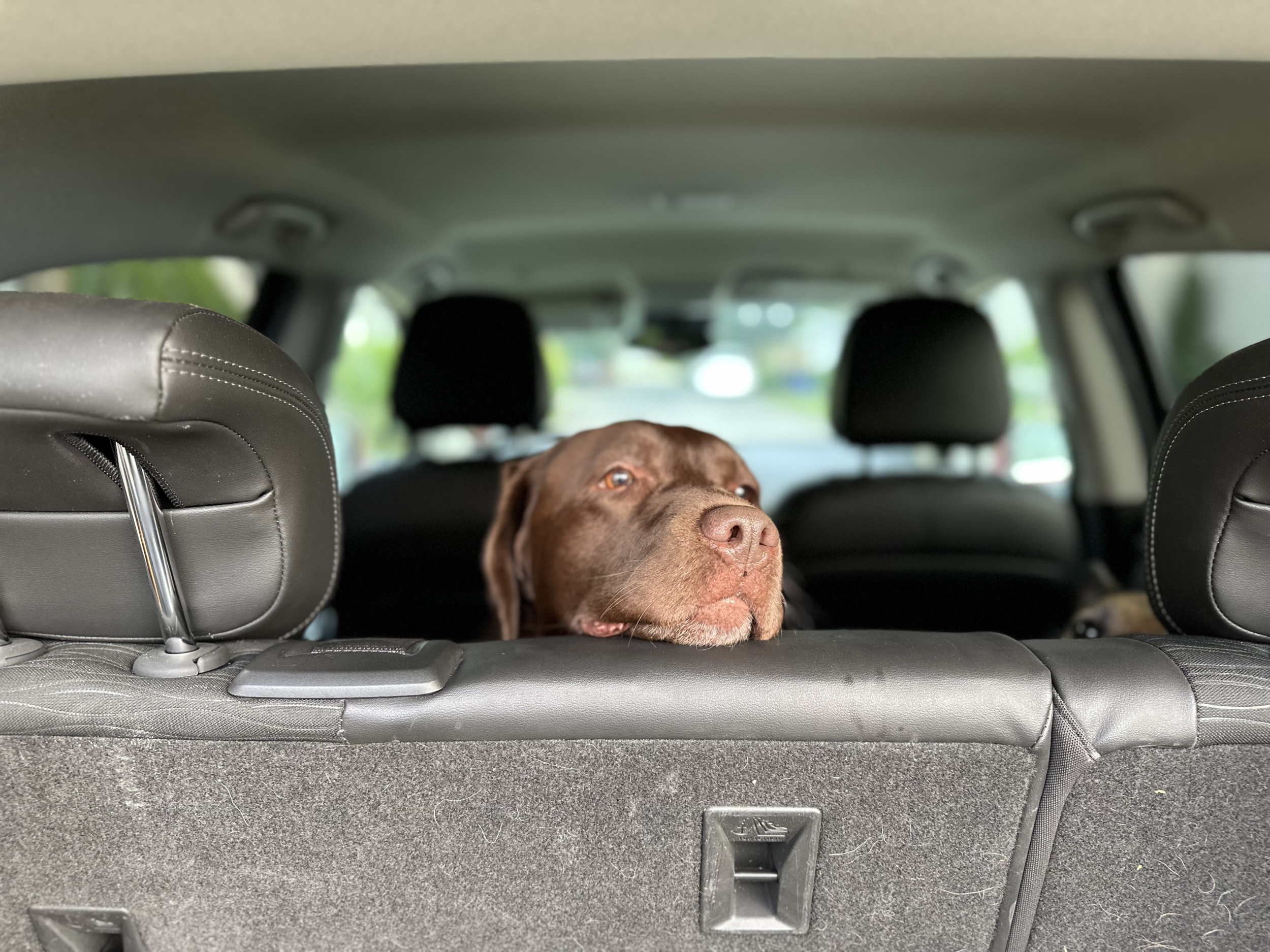 Dog in clearance back of car