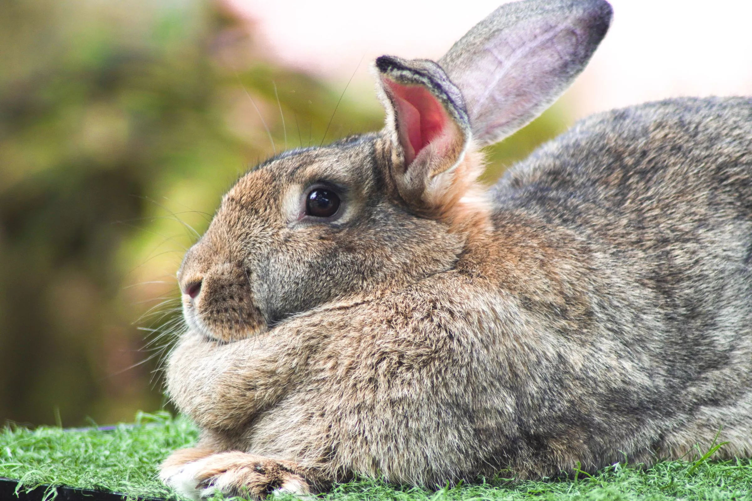 No One Can Believe the Size of House Bunny Which Is As Big as 'A Labrador' - Vimarsana News