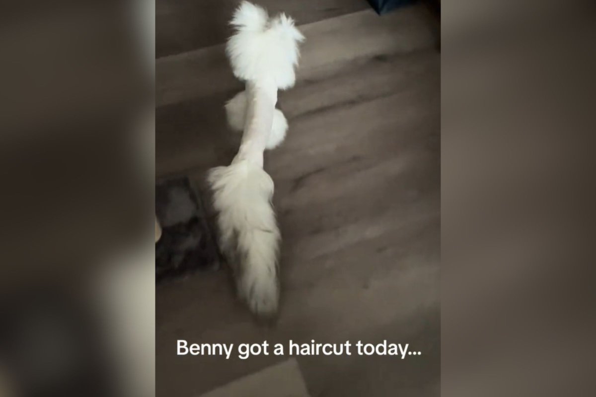 Cat gets botched haircut