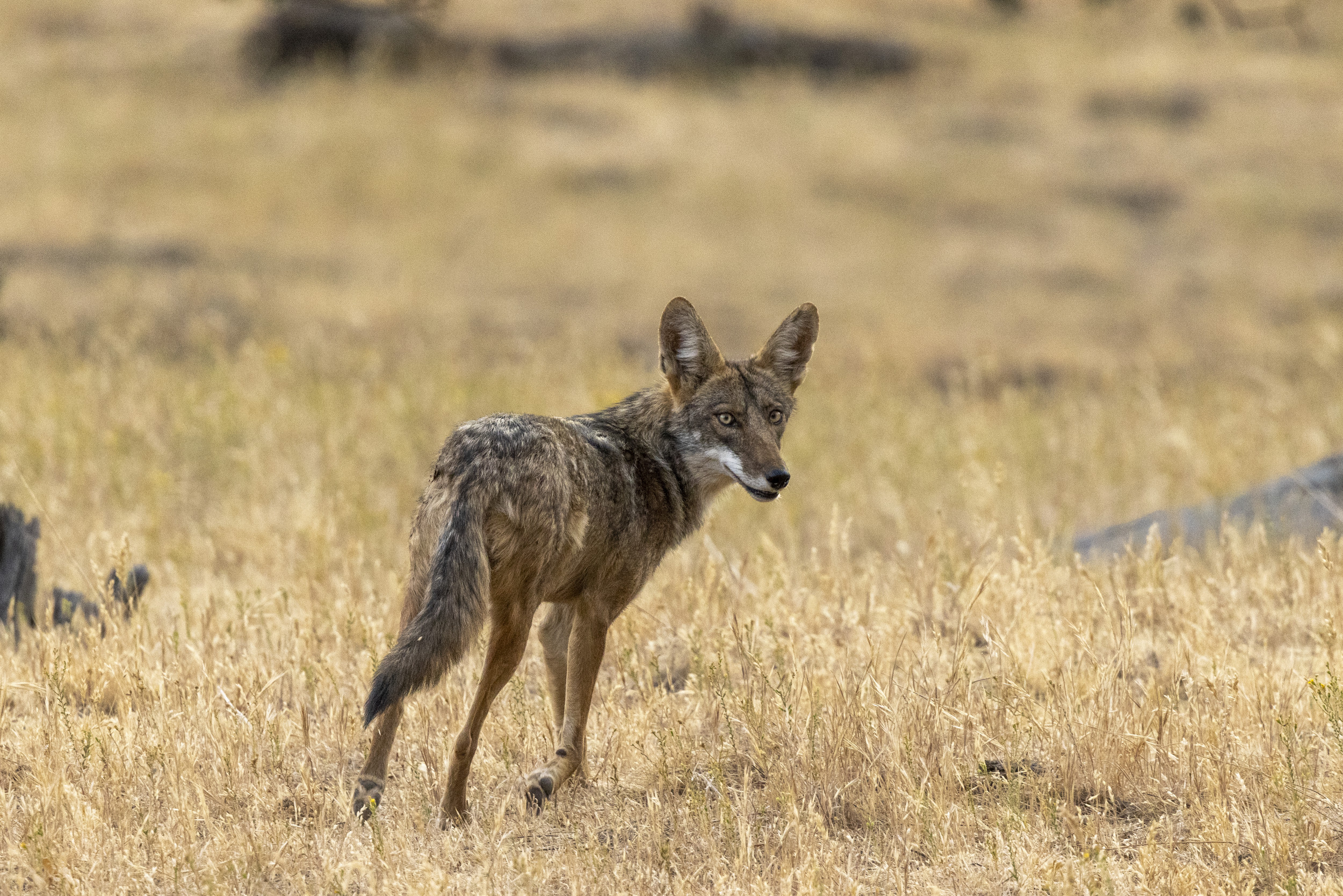 Video Shows Hero Cat Save Family Dog From Coyote Attack