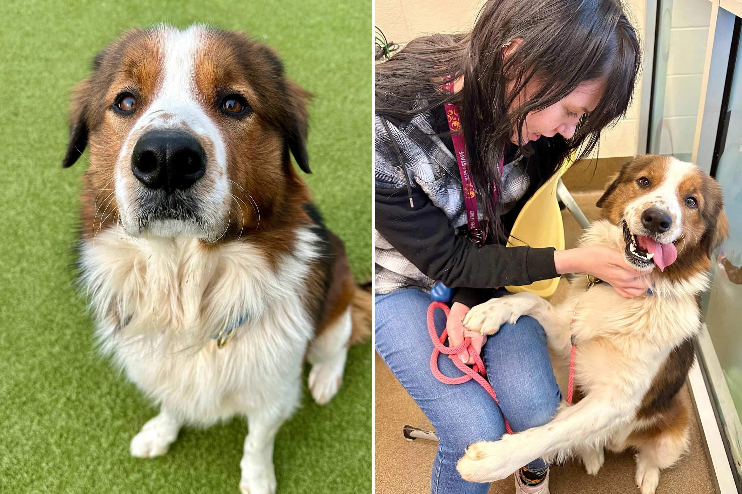 Family on Road Trip Rescue Stray Dog, End Up Adopting Him
