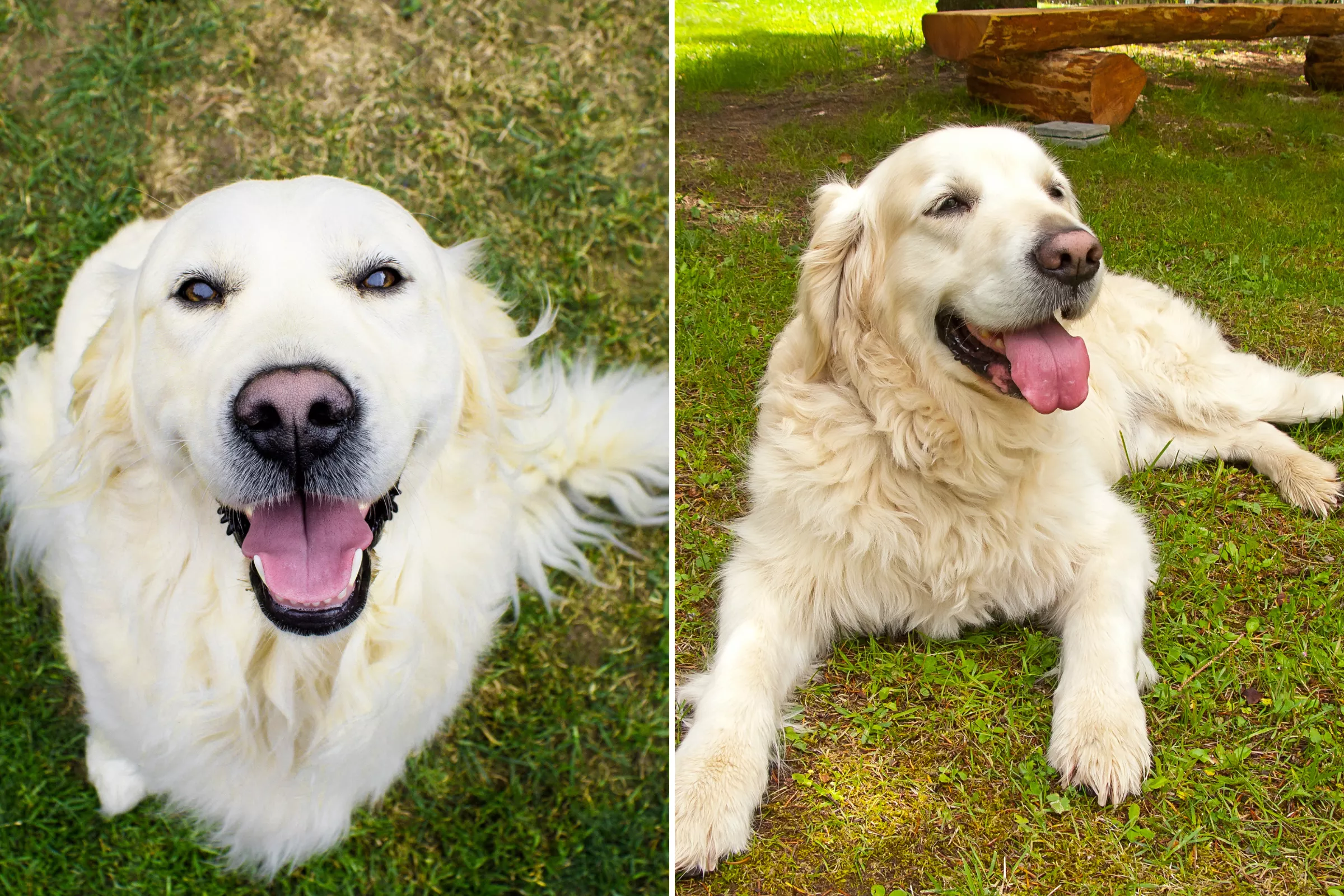 Laughter As Golden Retriever Adopts 'Pet Rock' As His Friend - Vimarsana News