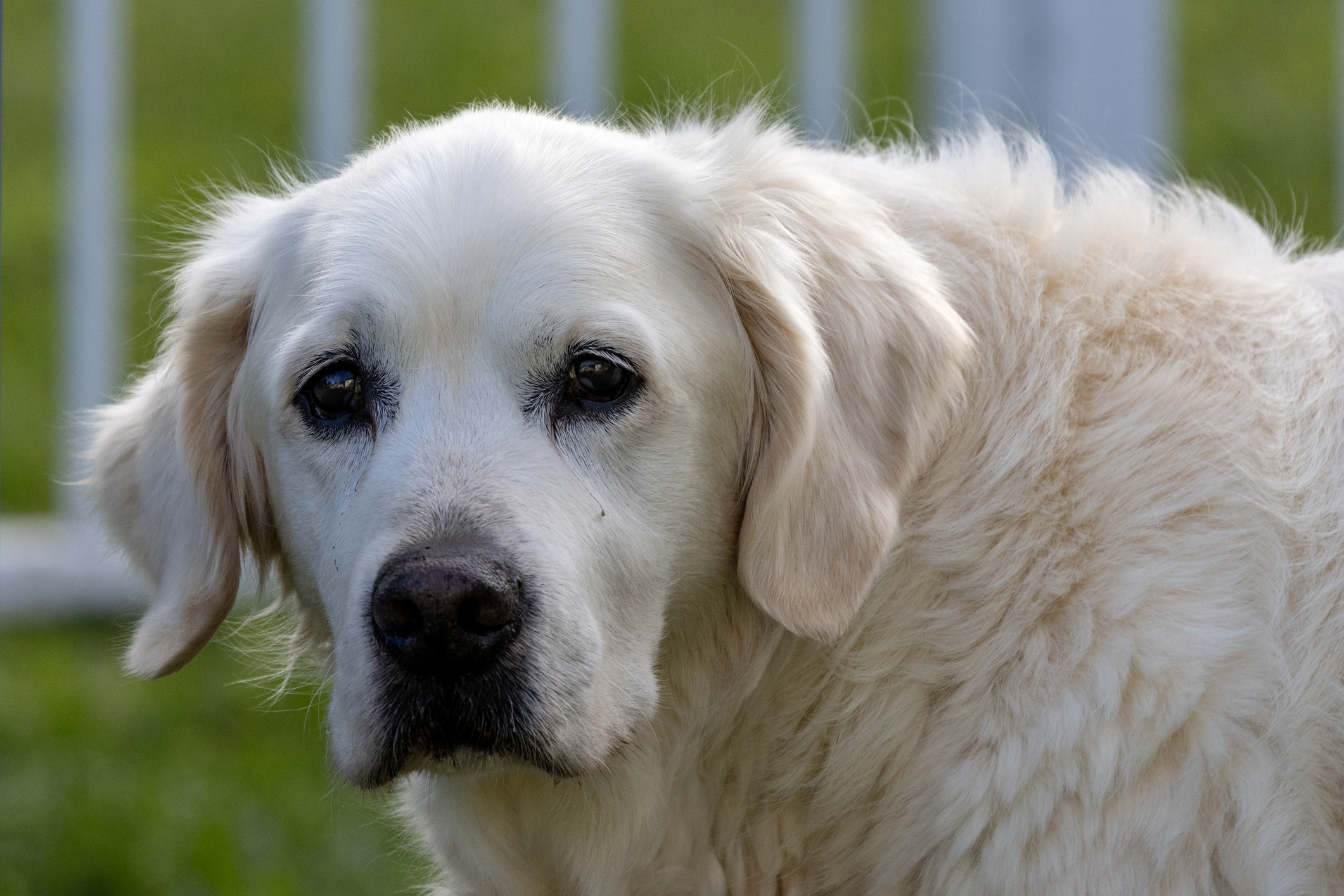 Pyrenees dog hot sale