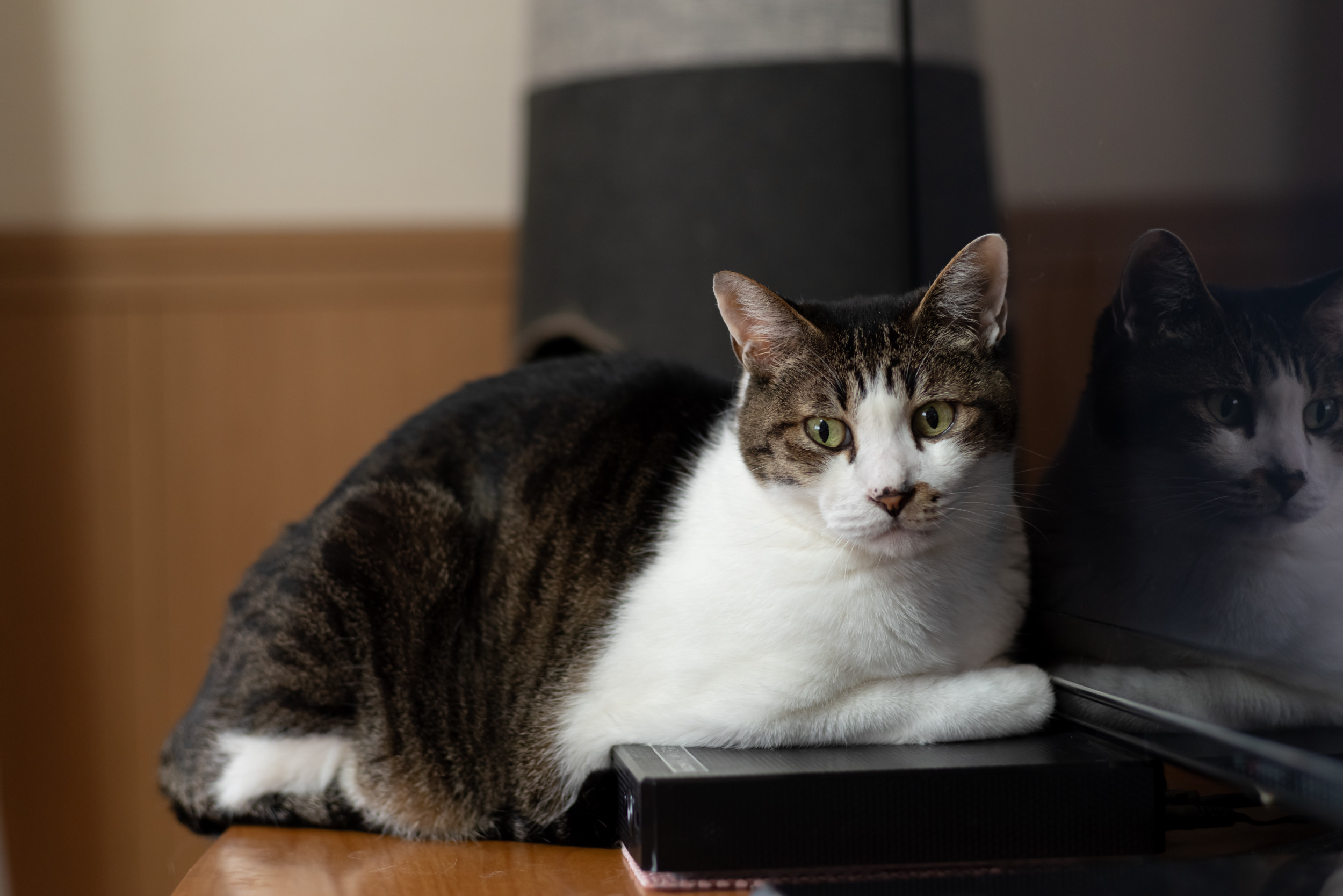 ‘Sassiest’ Cat Demanding To Use PS4 As Heated Bed Sees Internet in Stitches