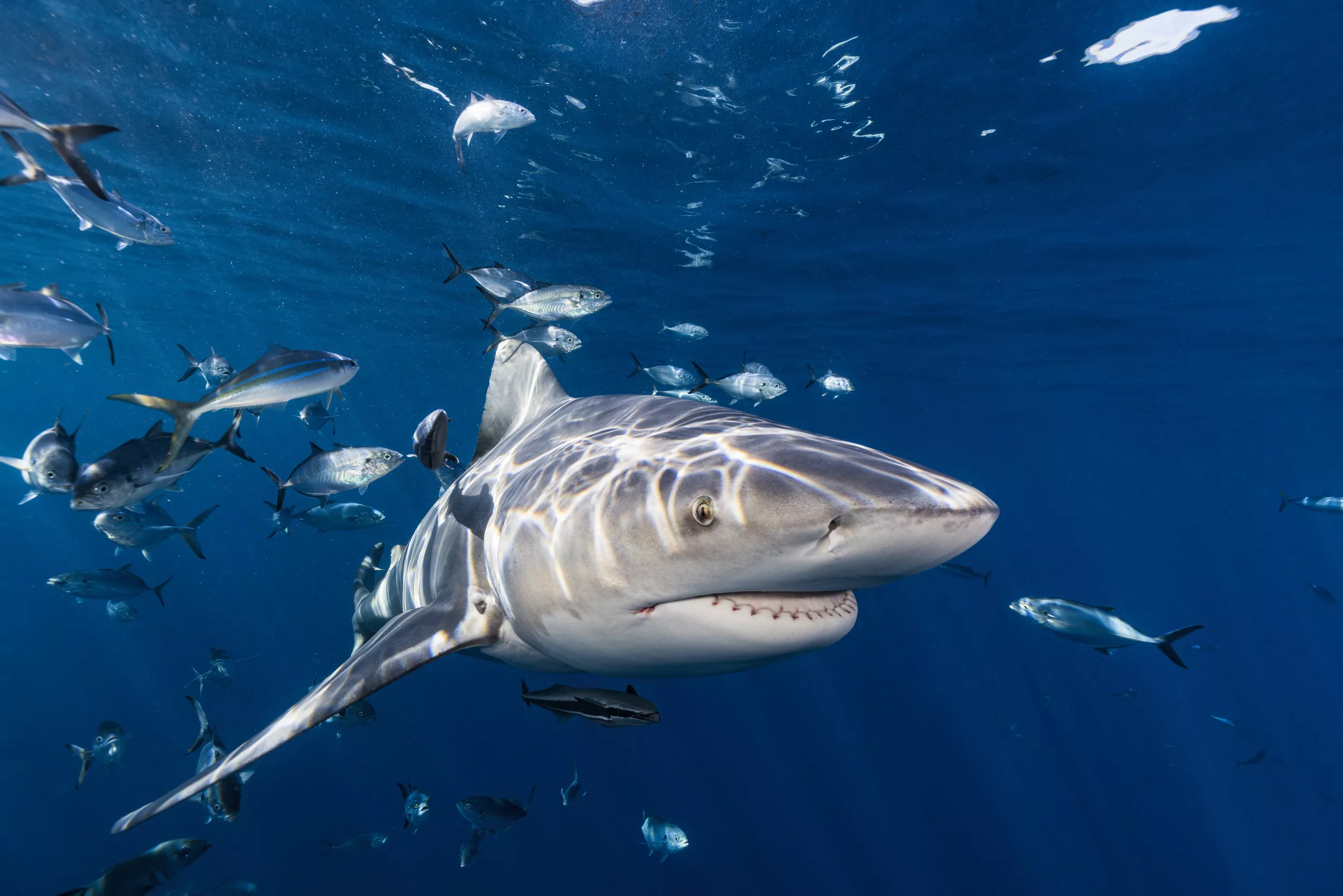 Shark Attack Map Reveals Where Fatal Encounters Have Taken Place in US - Vimarsana News