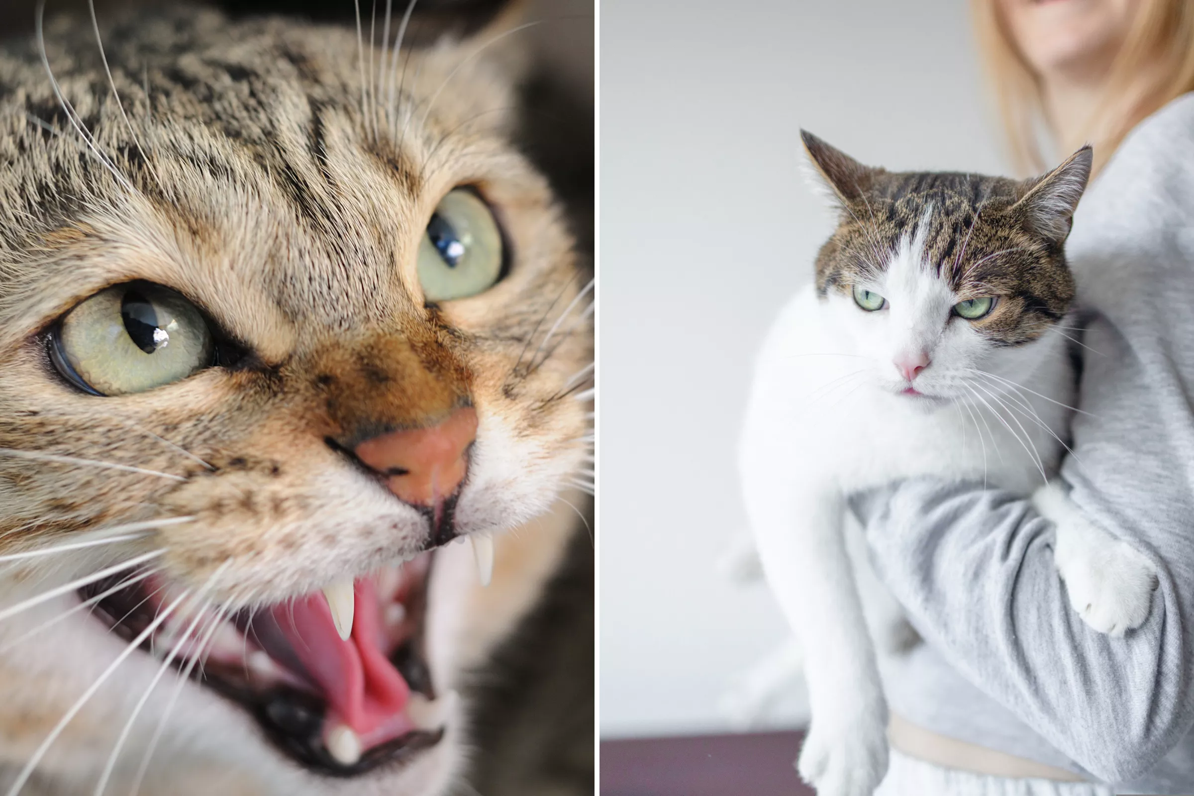 Laughter As Cats Have 'Hiss Off' During First Meeting - Vimarsana News