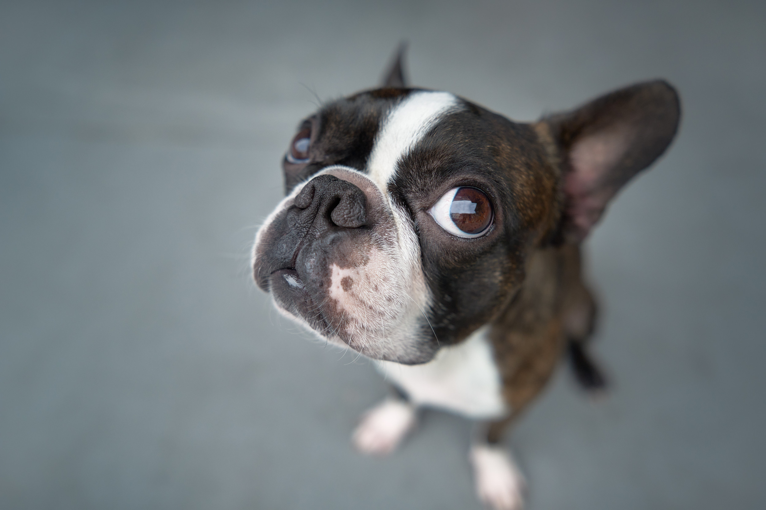 You May Be Studying Your Boston Terrier’s Expressions Flawed