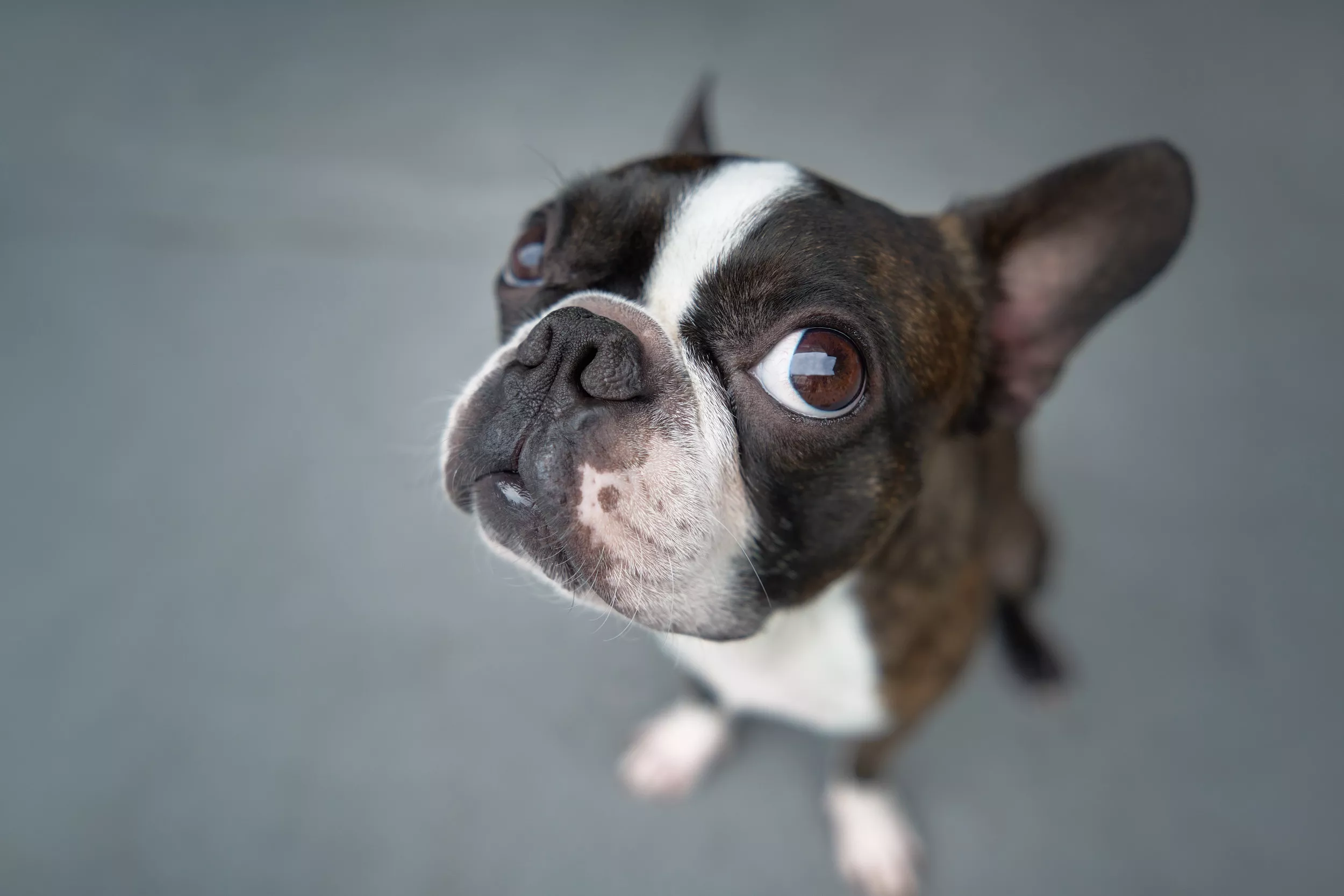 You Might Be Reading Your Boston Terrier's Expressions Wrong - Vimarsana News