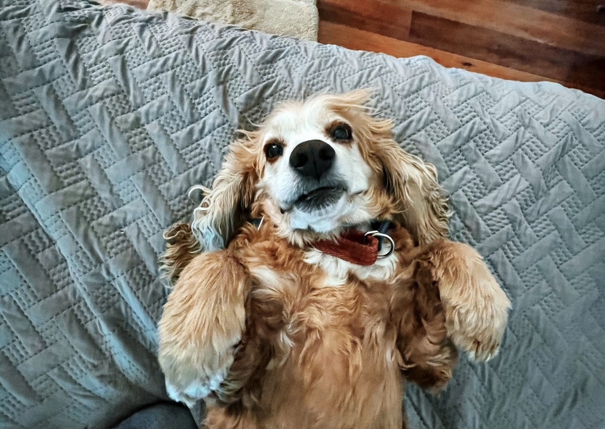 Toy cocker outlet spaniel