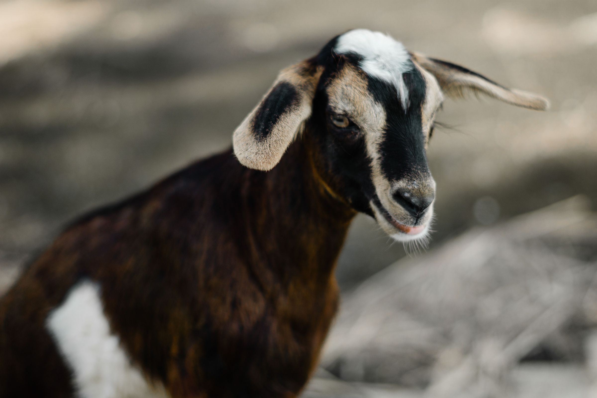 Unexpected Large Visitor Sneaks Into House Through Doggy Door