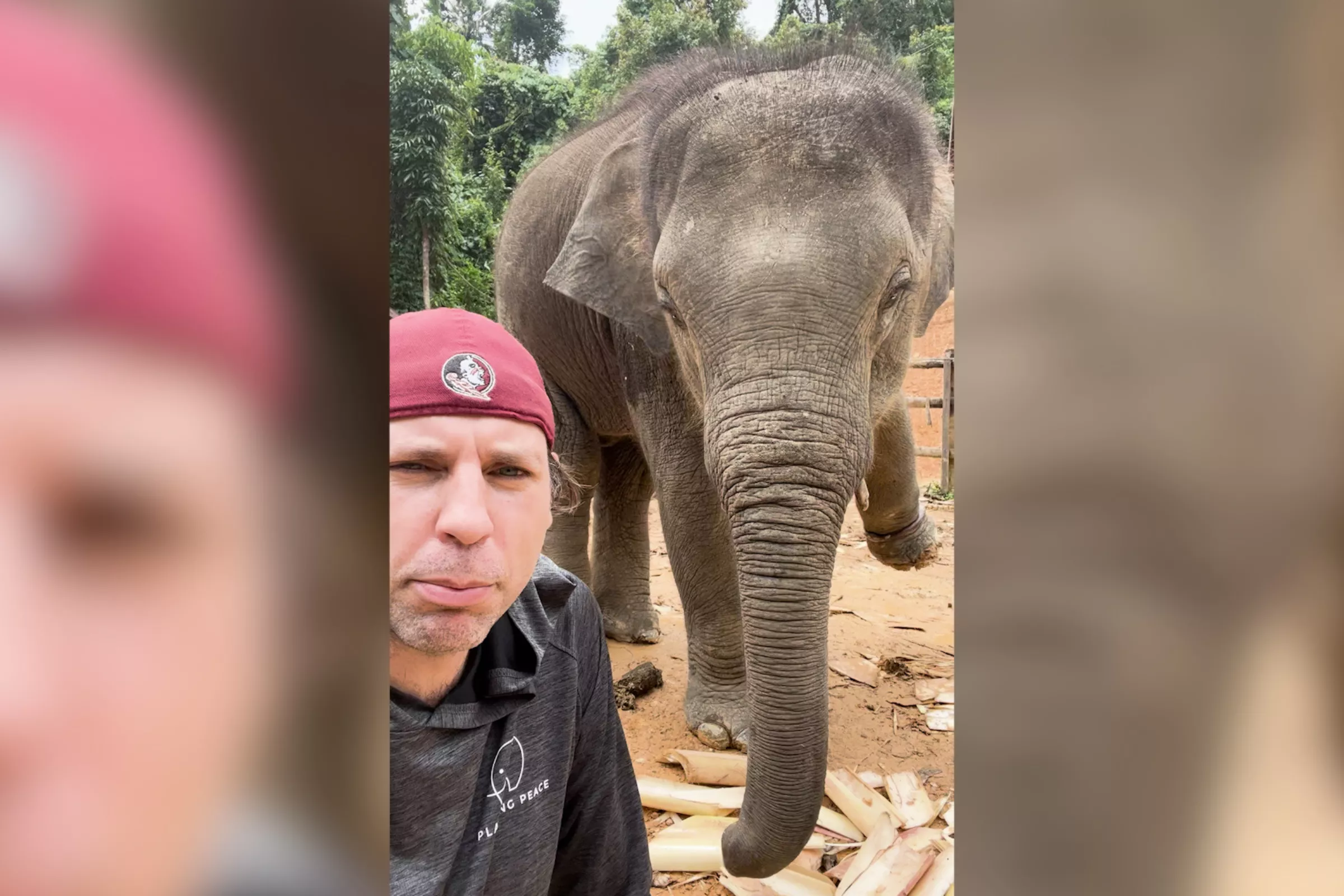 Elephant Bought From Tourist Hot Spot to Be Freed Into 4,500-Acre Sanctuary - Vimarsana News