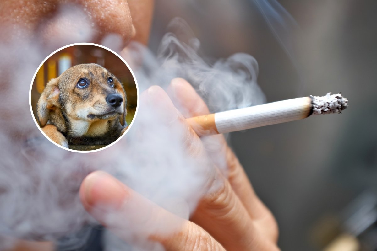 A person smoking and a sad dog