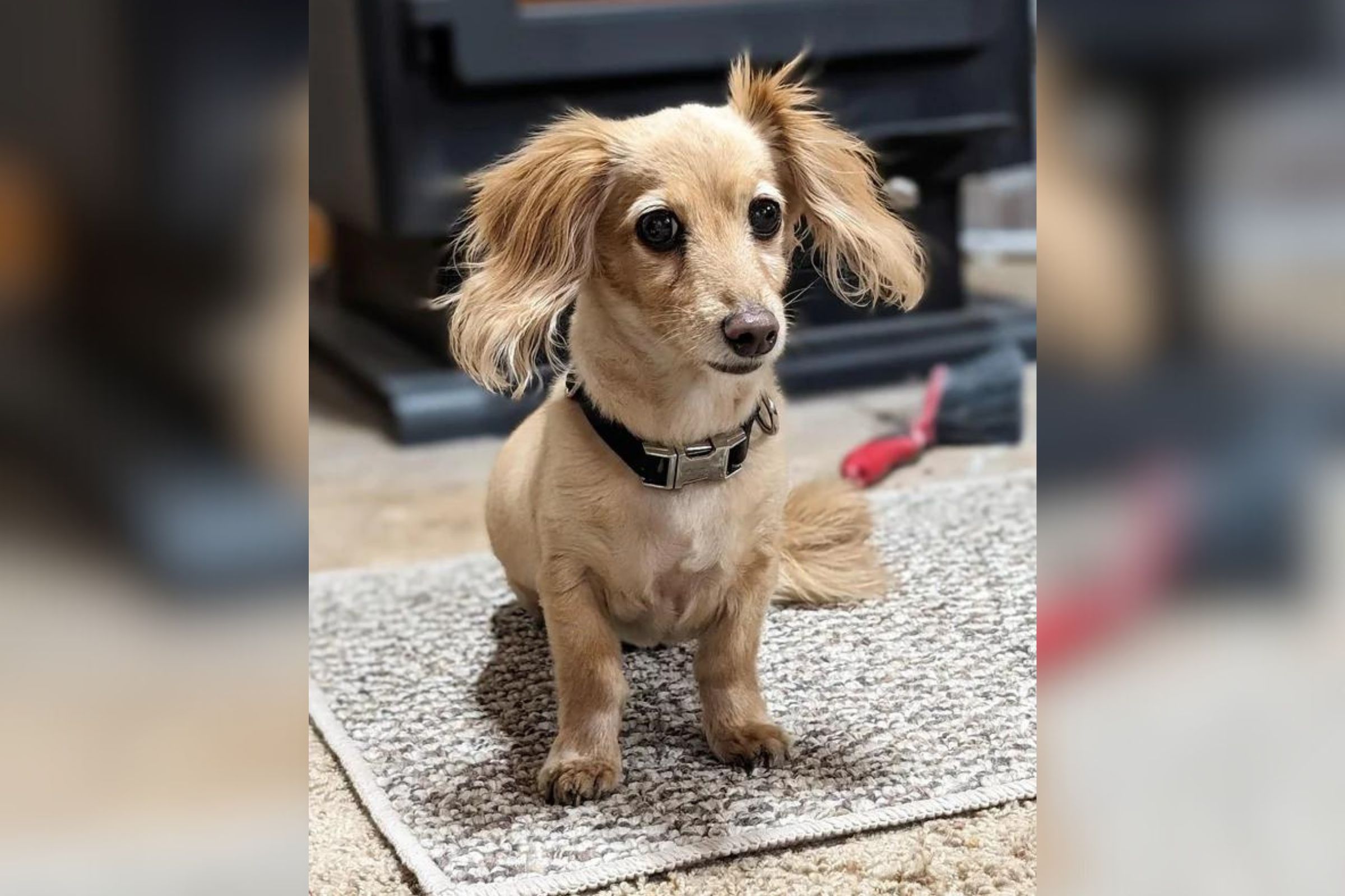Face of a ‘Betrayed’ 13-Year-Old Dachshund Taken On Vacation in the Cold