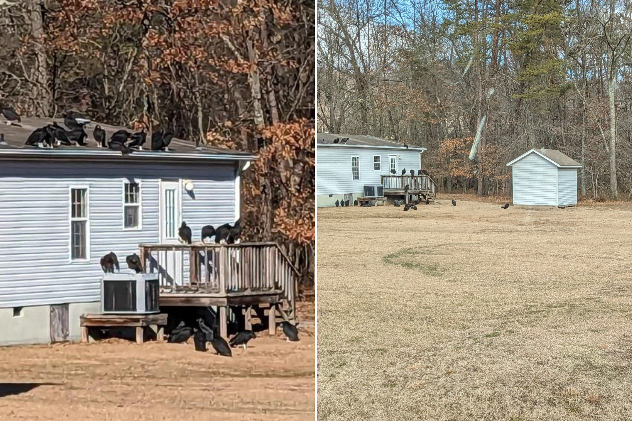 Wild Theories Swirl as Flock of Vultures Descends on Virginia Home