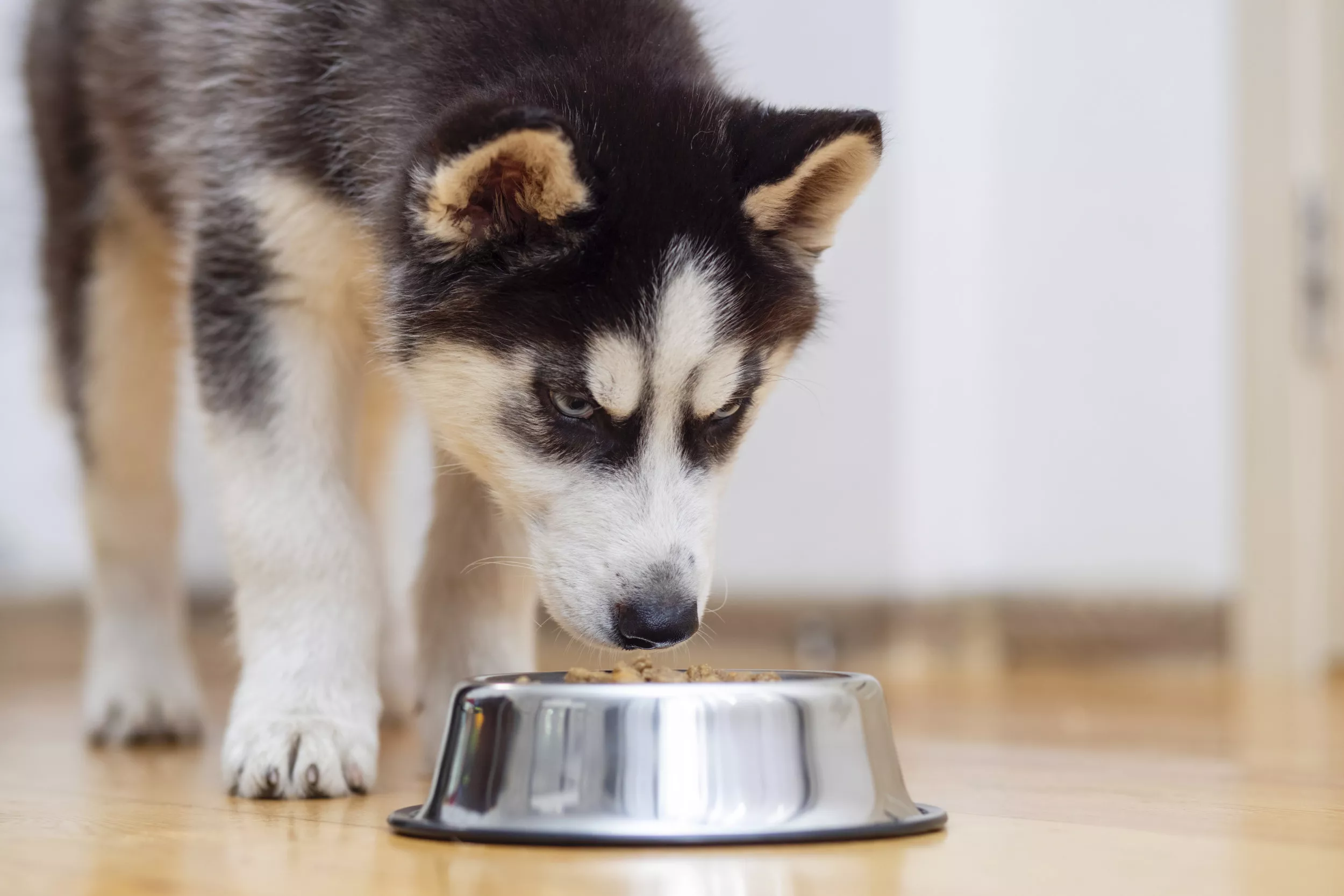Heartbreaking Reason Rescue Husky Always Tries To Hide Food: 'Just in Case' - Vimarsana News