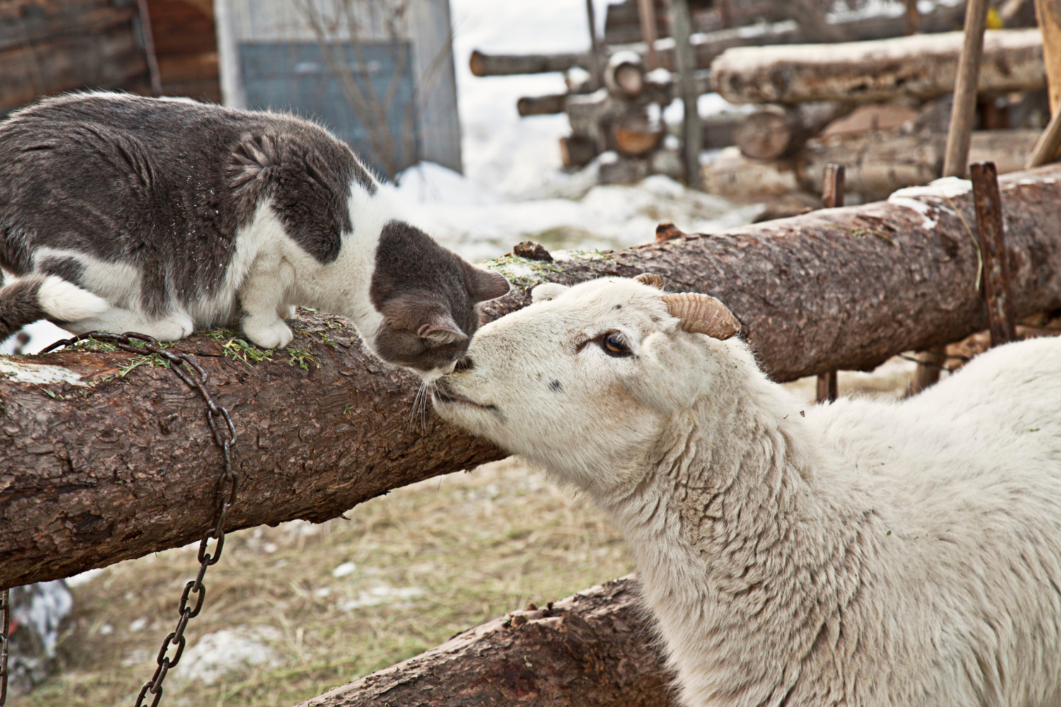 Internet Obsessed With Cats Herding Flock of Sheep: ‘Heaven’
