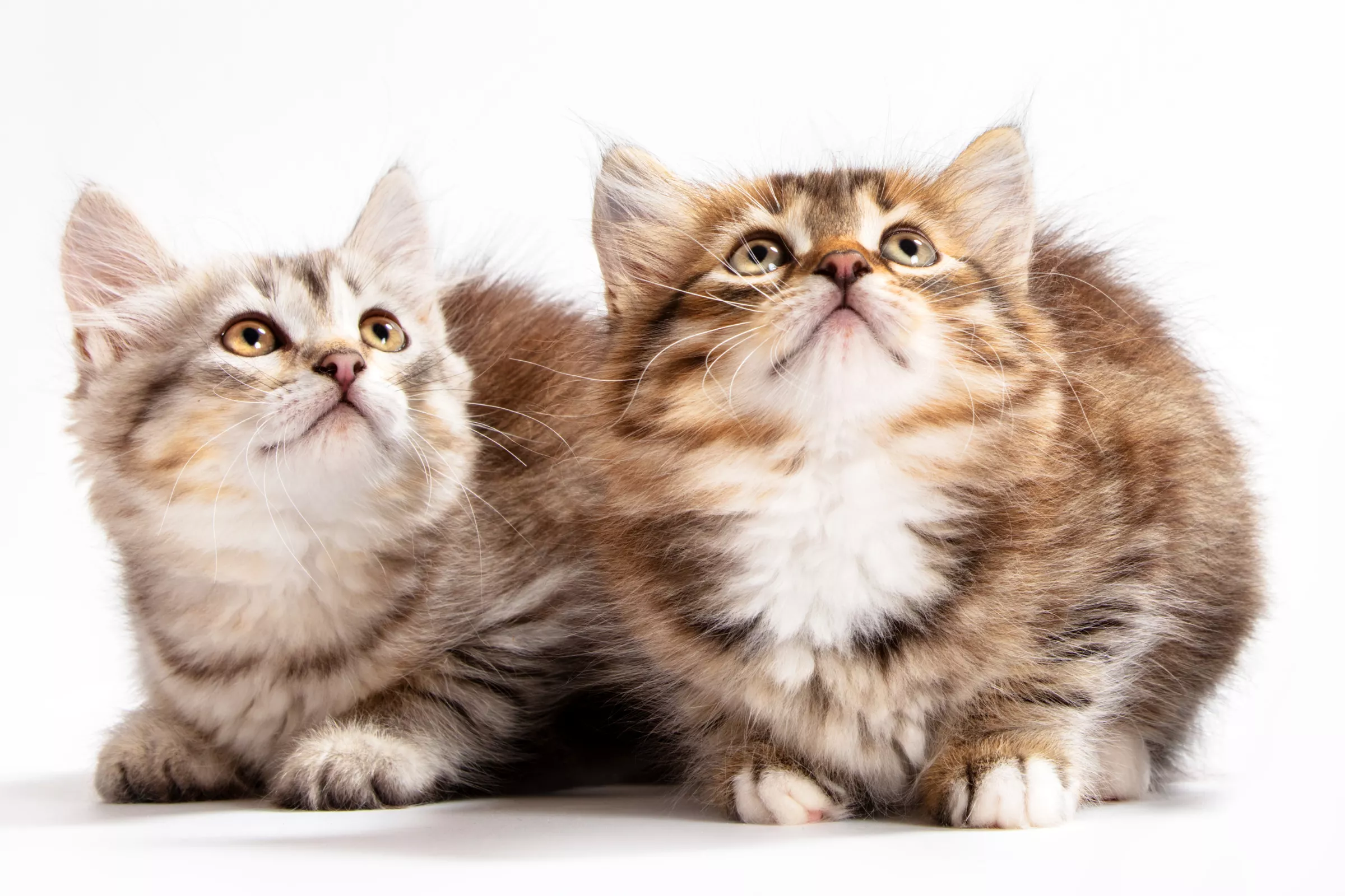 Watch Siberian Kitten Grow From Just Days to 2 Months Old—'So Precious' - Vimarsana News
