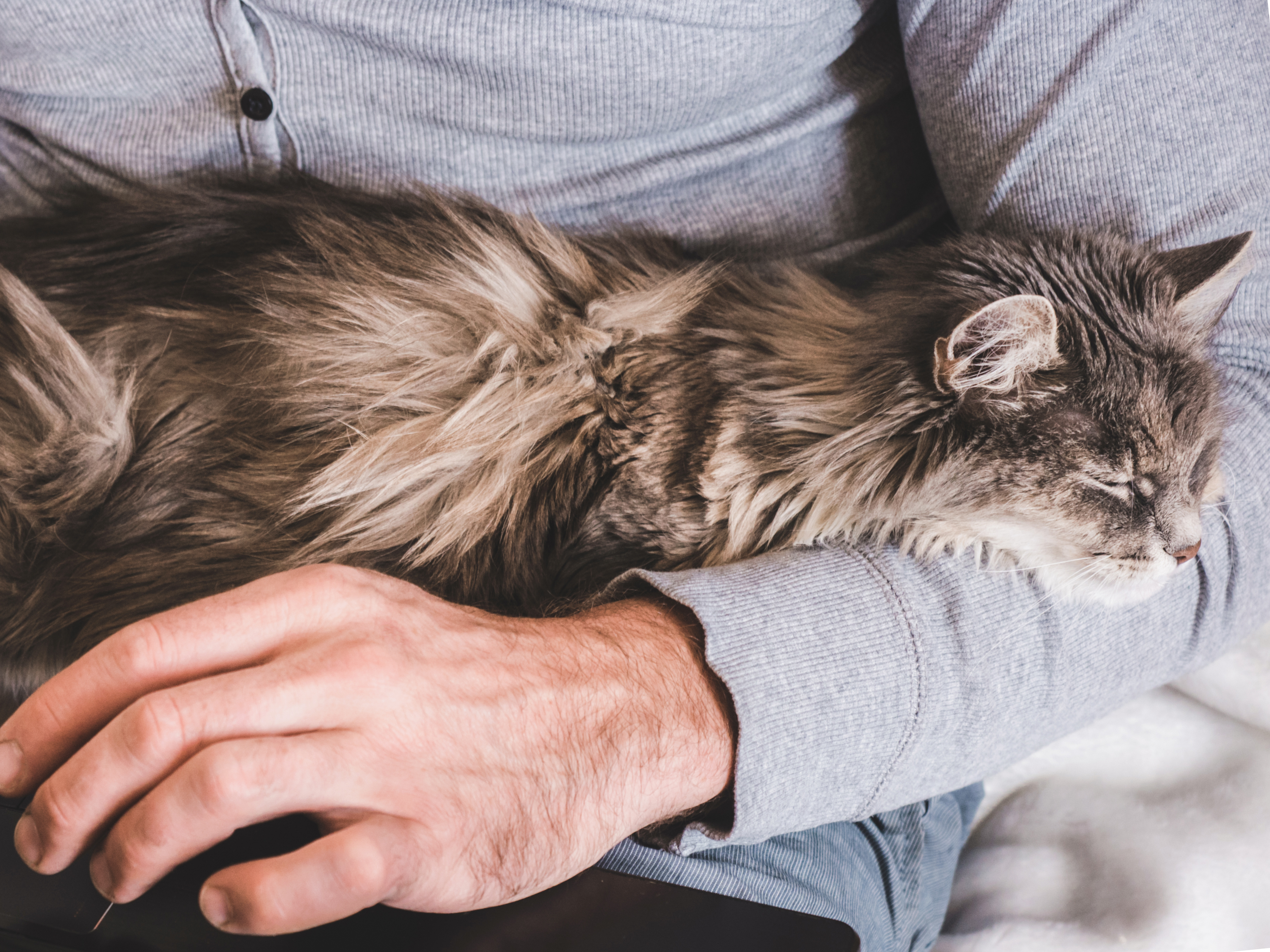 Maine Coon Warming Up for Cuddles With Owner Melts Hearts&mdash;Target Detected