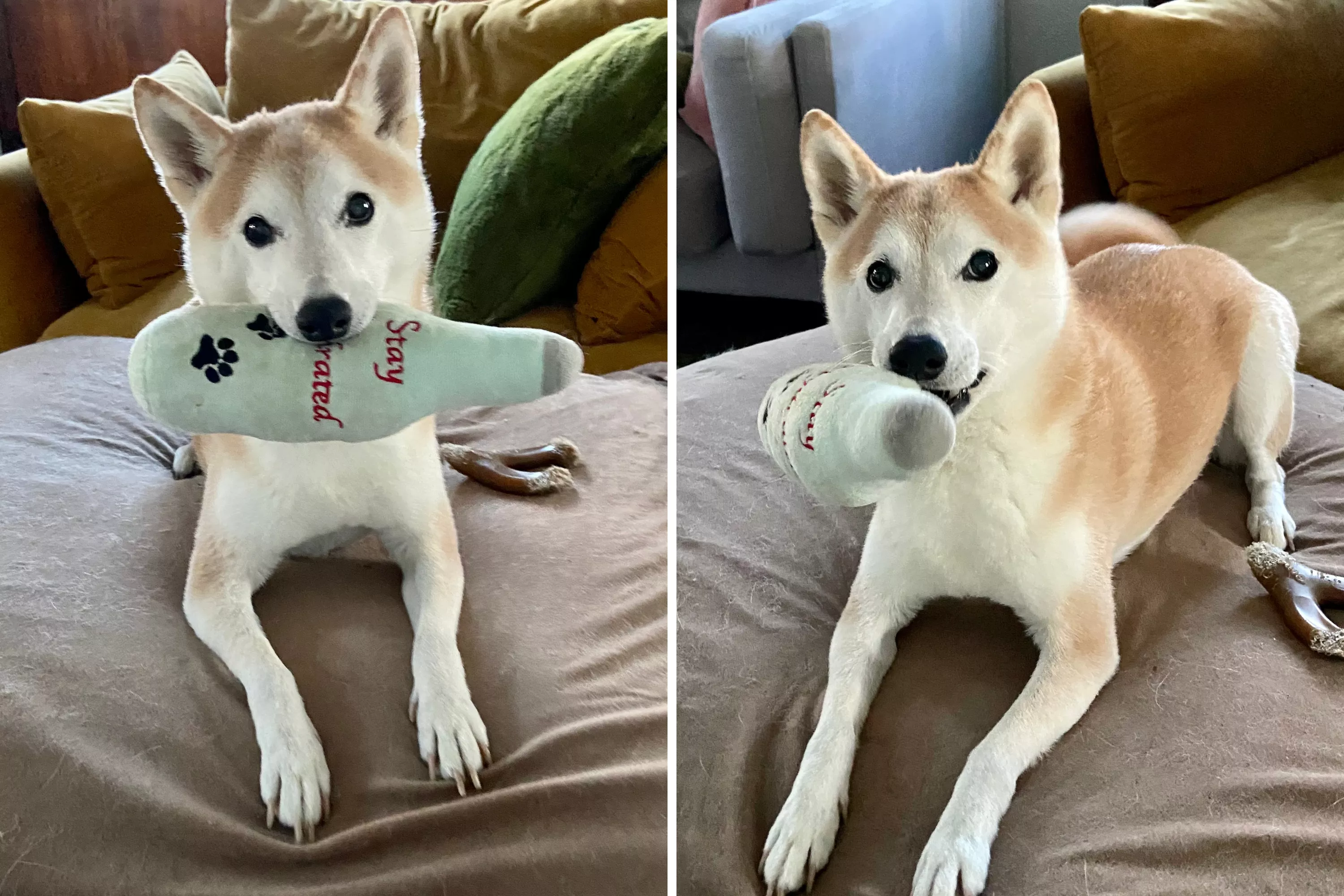Adorable Moment Dog Picks His Own Toy Watched by Over 10M - Vimarsana News