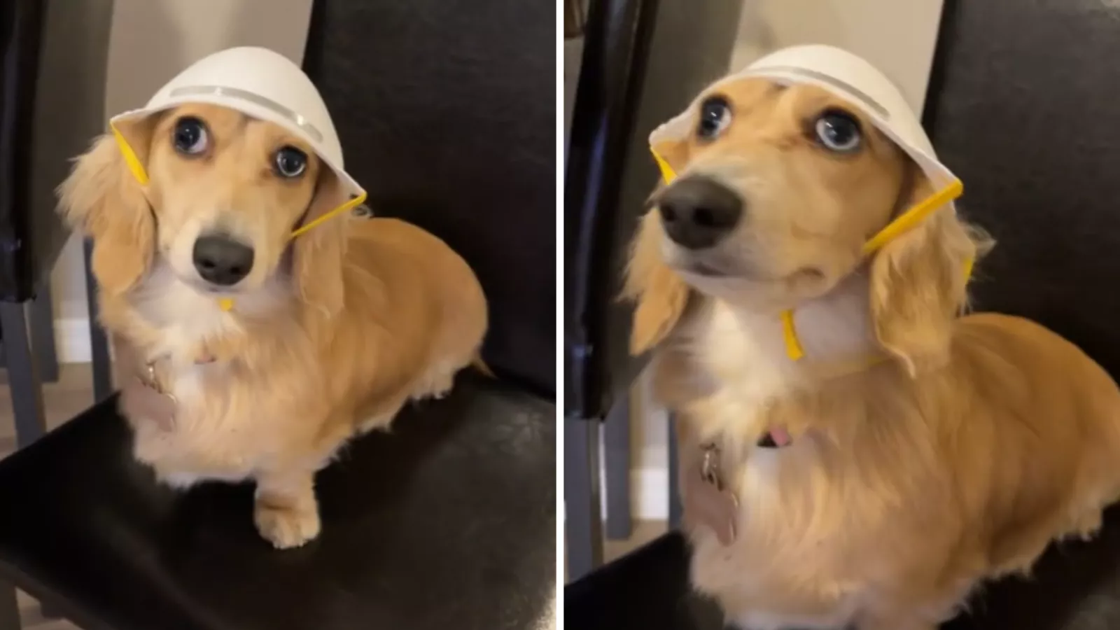 Dachshund goggles top