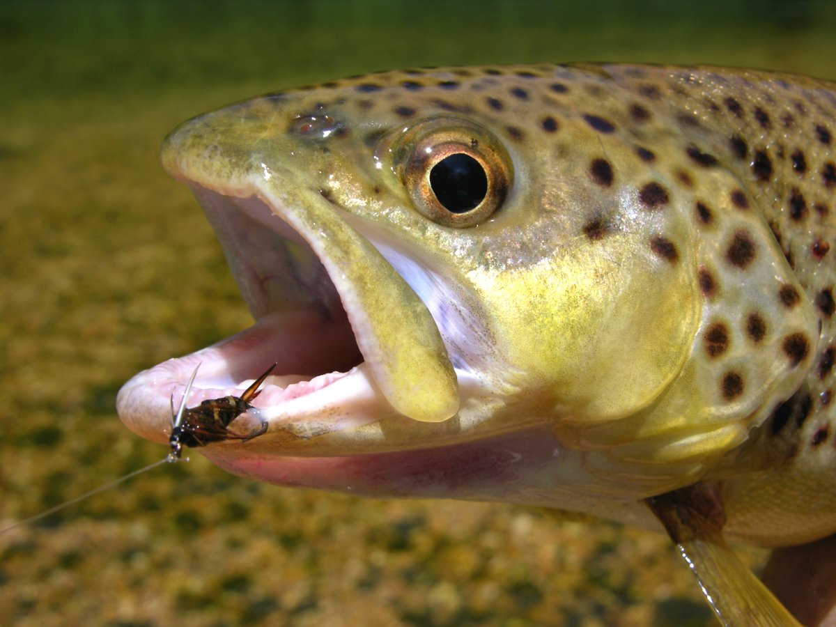 Arkansas brown trout