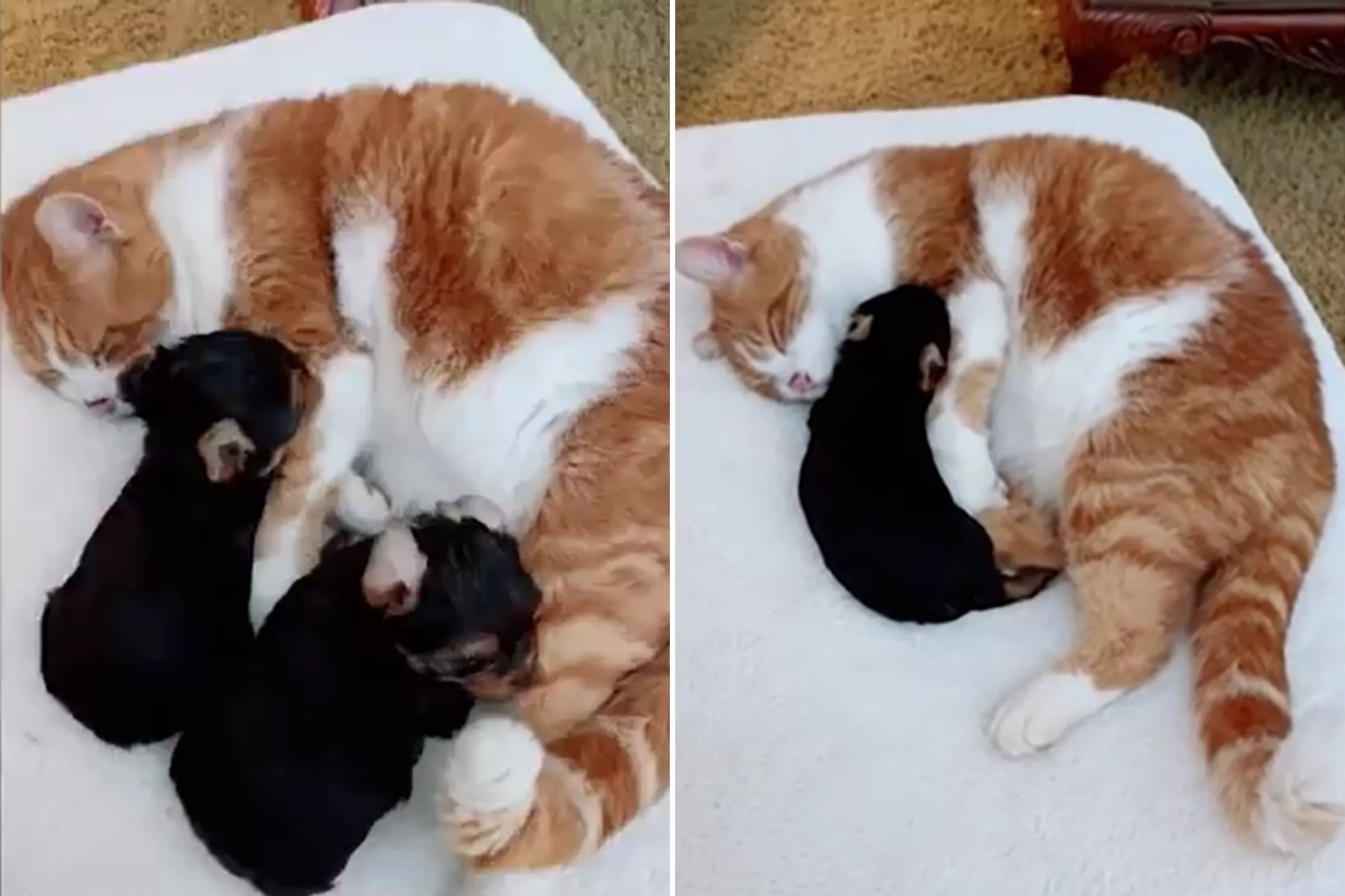 Cat Who Keeps 'Kidnapping' Puppies Thinks They're His Own Babies - Vimarsana News