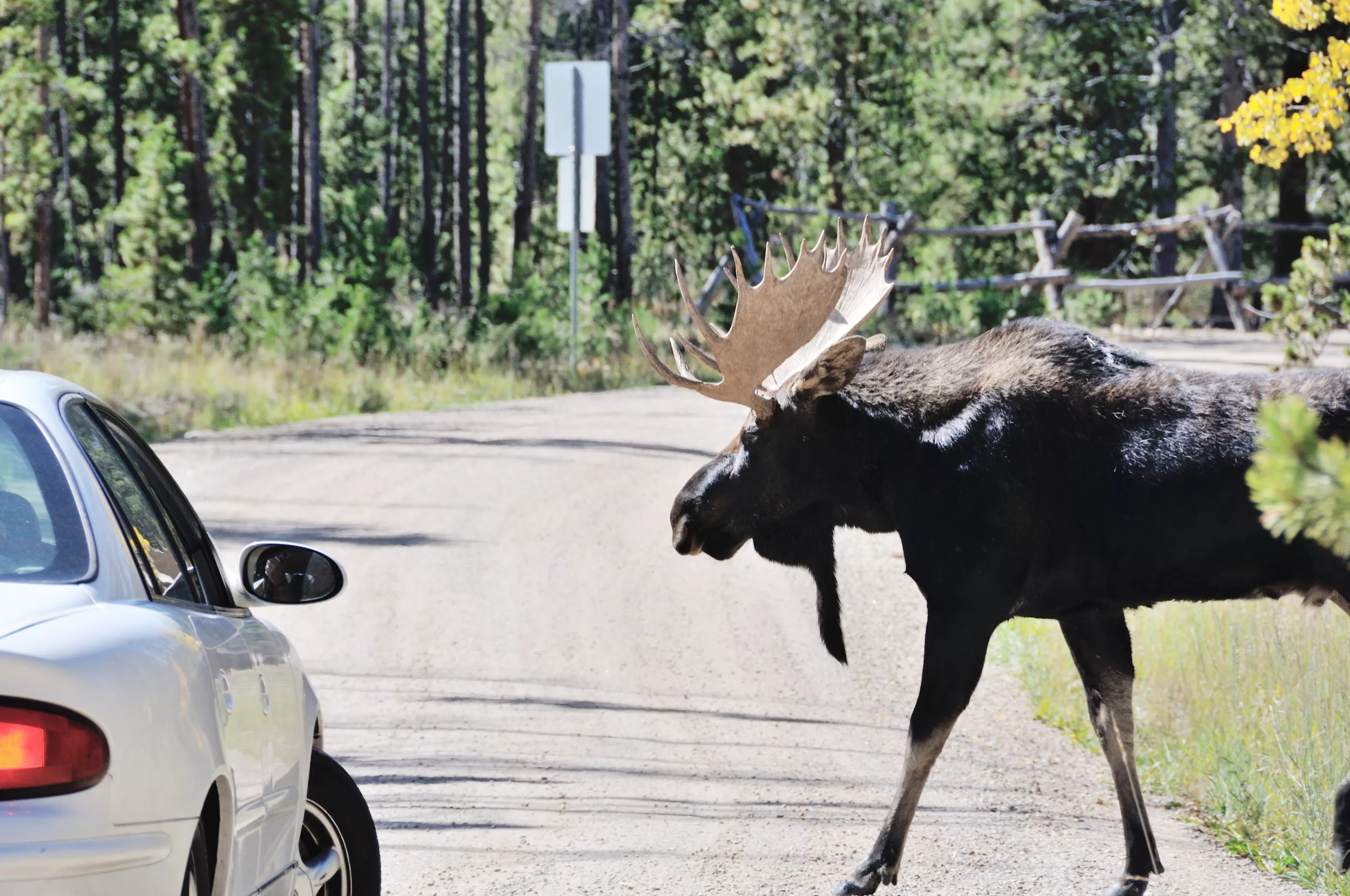 Canada Has a Moose on the Loose Problem, Drivers Warned - Vimarsana News